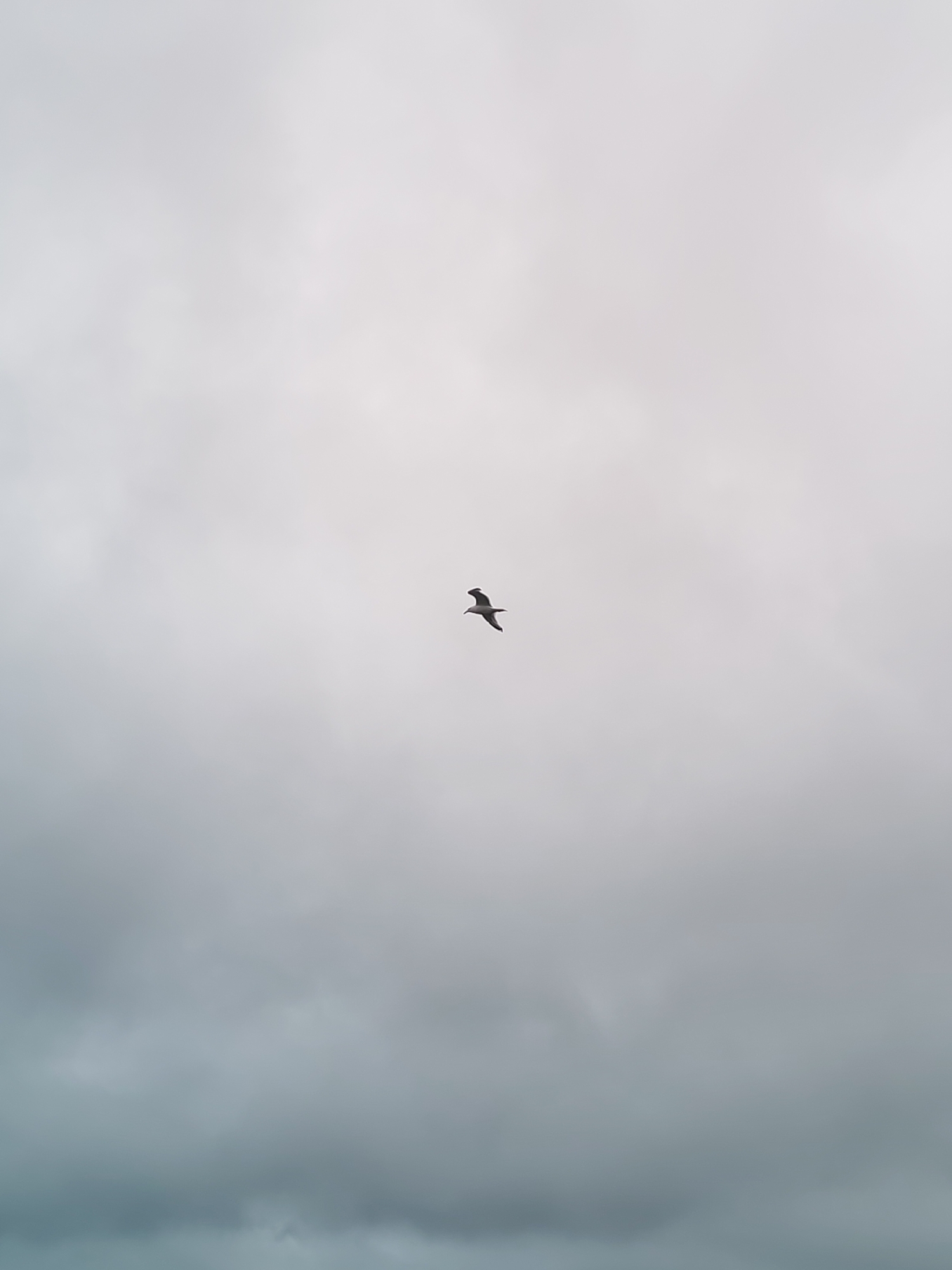 A solitary bird is captured in mid-flight against a backdrop of overcast, muted gray skies. The bird, silhouetted and dark, appears to be a gull with its wings outstretched in a natural flying posture. It is positioned in the upper center of the frame, slightly to the left. The sky occupies the majority of the image, with subtle variations in cloud density creating a soft, diffused light. The lower portion of the image shows darker, denser clouds, while the upper portion is lighter and hazier. There are no visible human figures or man-made structures in the frame, suggesting an open, natural environment. The scene is devoid of specific geographical markers that would pinpoint its location within Shal'skii, Russia.