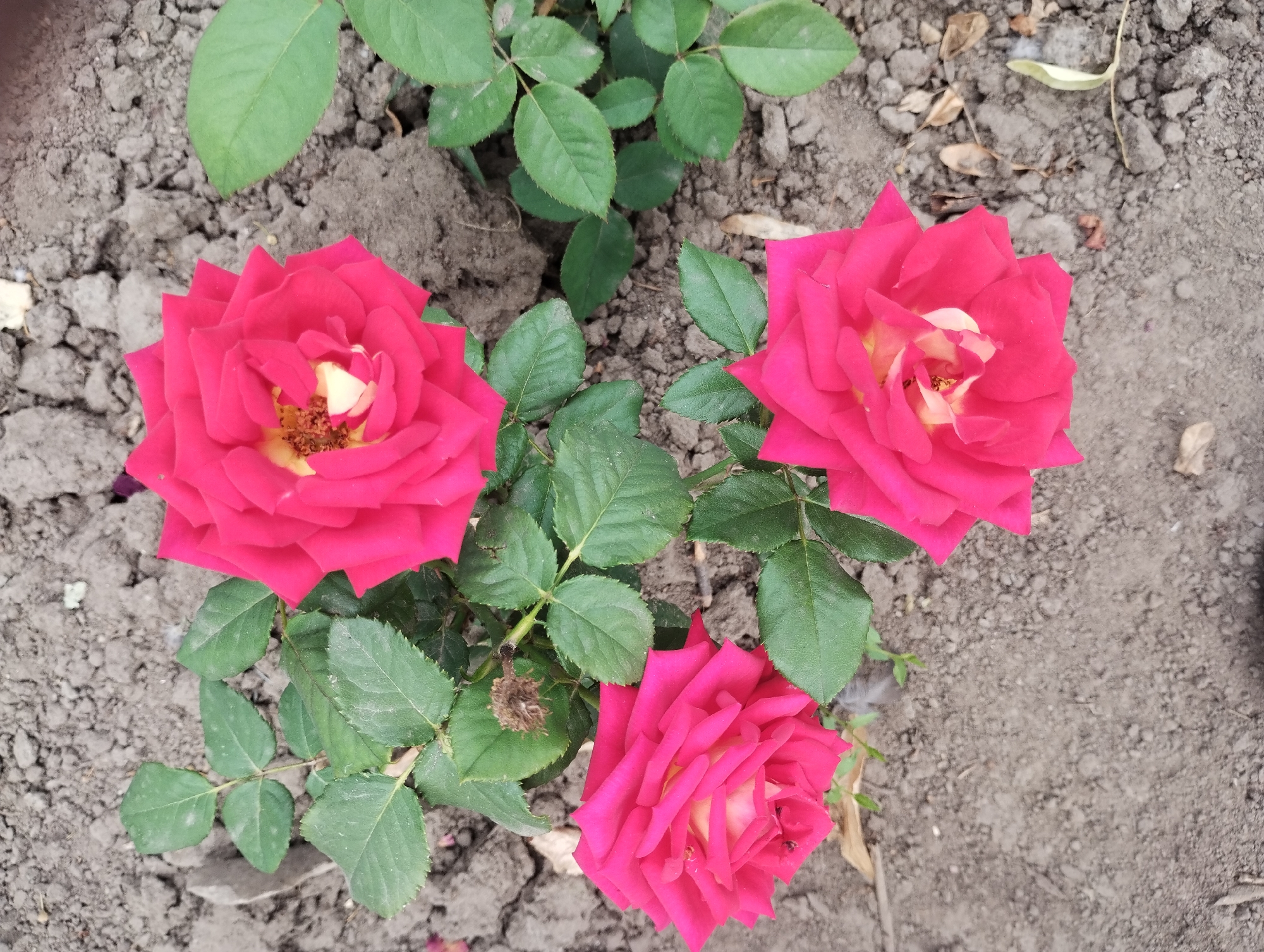A top-down view of three vibrant pink roses with yellow centers is captured on the ground in Sumy, Ukraine. The roses are clustered together, with their petals unfurled and detailed. Surrounding the flowers is dry, cracked soil, characteristic of an outdoor environment. Several green leaves sprout from the rose stems, providing a contrast to the earthy tones of the soil. The lighting suggests it is daytime.