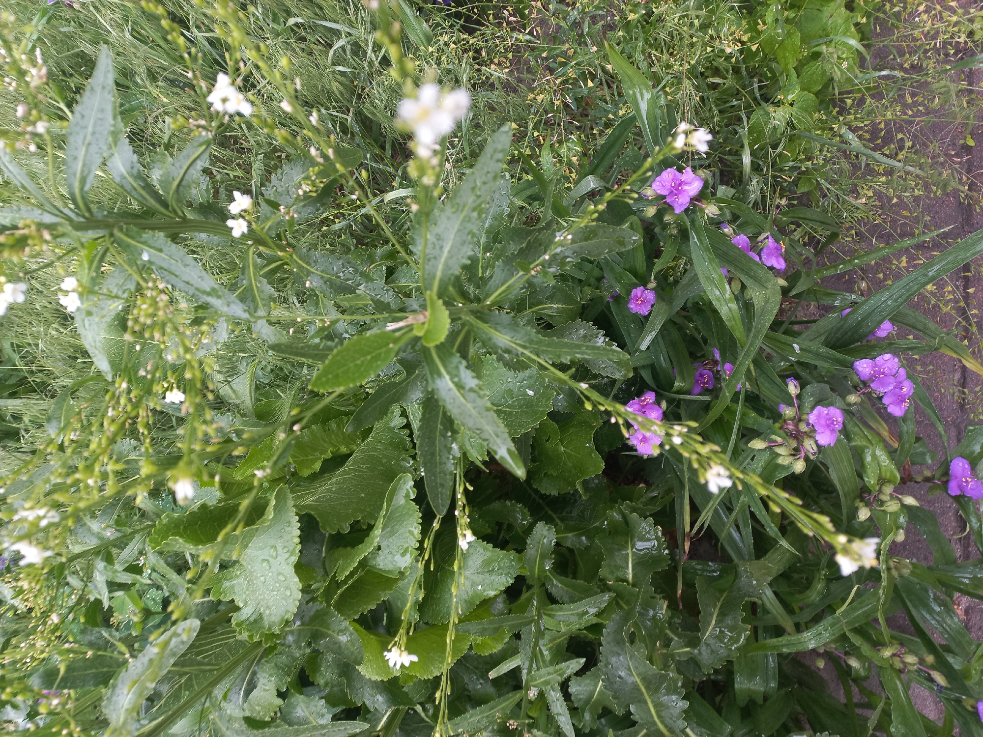 The image shows a patch of greenery, likely in Kyiv, Ukraine, based on the prompt. Various plants and grasses are visible, interspersed with small white and purple flowers. The leaves and flowers are covered in water droplets, suggesting recent rain. The vegetation is densely packed and close to the ground. There is a hint of pavement or soil along the edge of the frame. No people or interactions are visible.