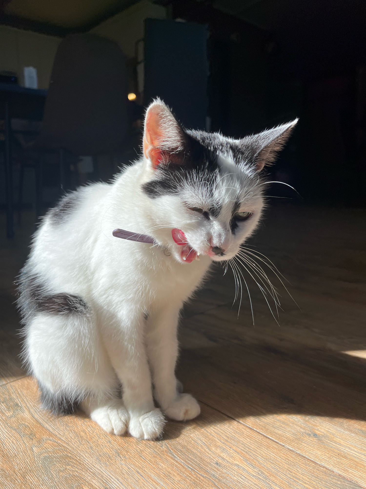 A black and white cat is sitting on a wooden floor, bathed in sunlight. The cat's mouth is open, with its tongue sticking out, and it appears to be licking its lips. A small, thin purple object is placed between its mouth and its fur. The background is dark, with the silhouette of furniture and a window visible. There is no visible indication of the city of Ureki, Georgia.