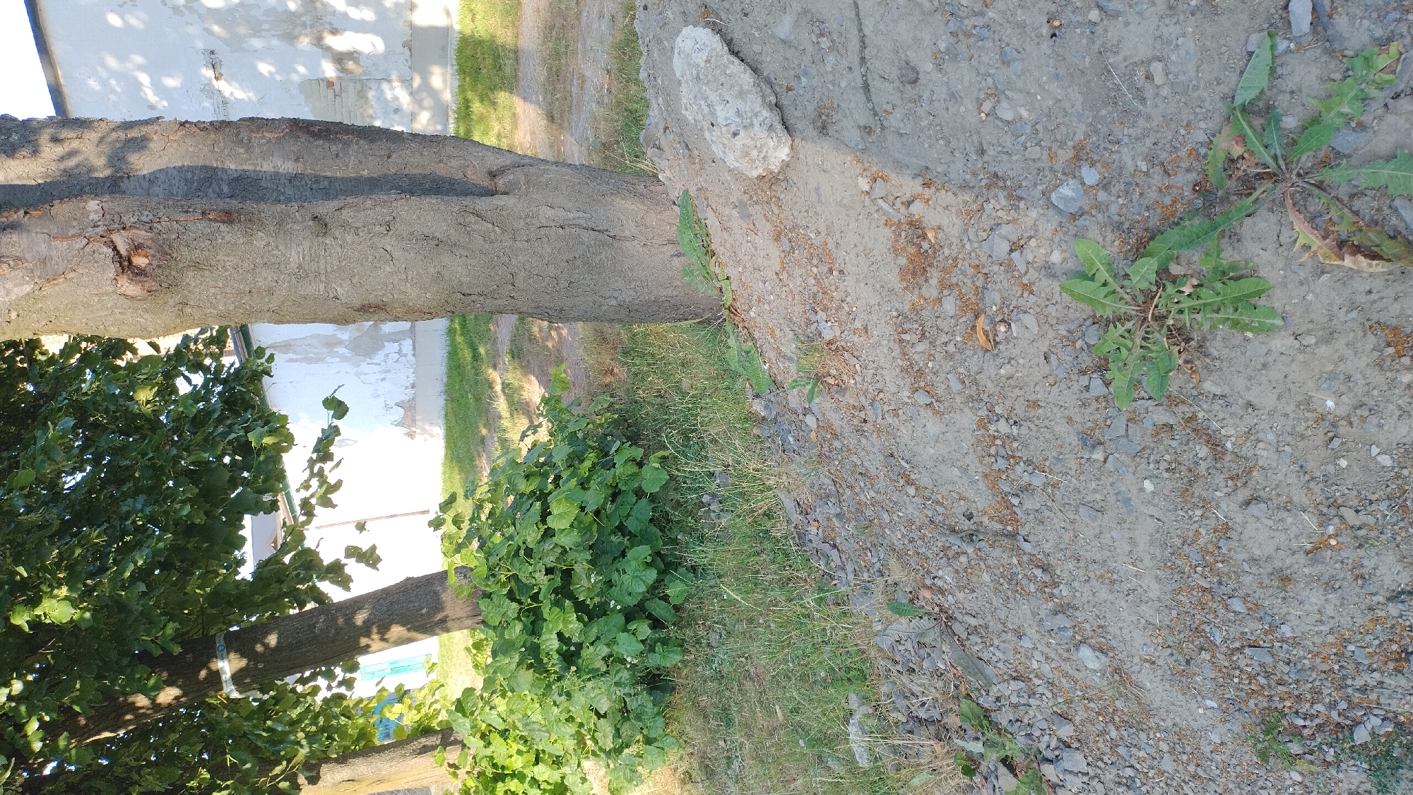 The image is an outdoor shot of a tree trunk and surrounding vegetation and ground. The main subject is a large tree trunk that runs horizontally across the frame, its bark rough and textured. To the left of the trunk, dense green foliage from a tree or bush is visible. The ground in the foreground and to the right is a mix of dirt, small stones, and some patchy dry grass. There are also a few weeds with green leaves growing out of the ground. In the upper right portion of the image, a rough, light-colored rock or piece of concrete is resting on the dirt. In the background, behind the tree trunk, there is a white wall with shadows cast upon it, suggesting it is daytime and the sun is shining. The overall scene appears to be in a natural or semi-natural outdoor setting, possibly a garden or a yard. There is no text visible in the image. The lighting suggests it is daytime, and the shadows indicate it's likely not midday. The weather appears to be clear and sunny.