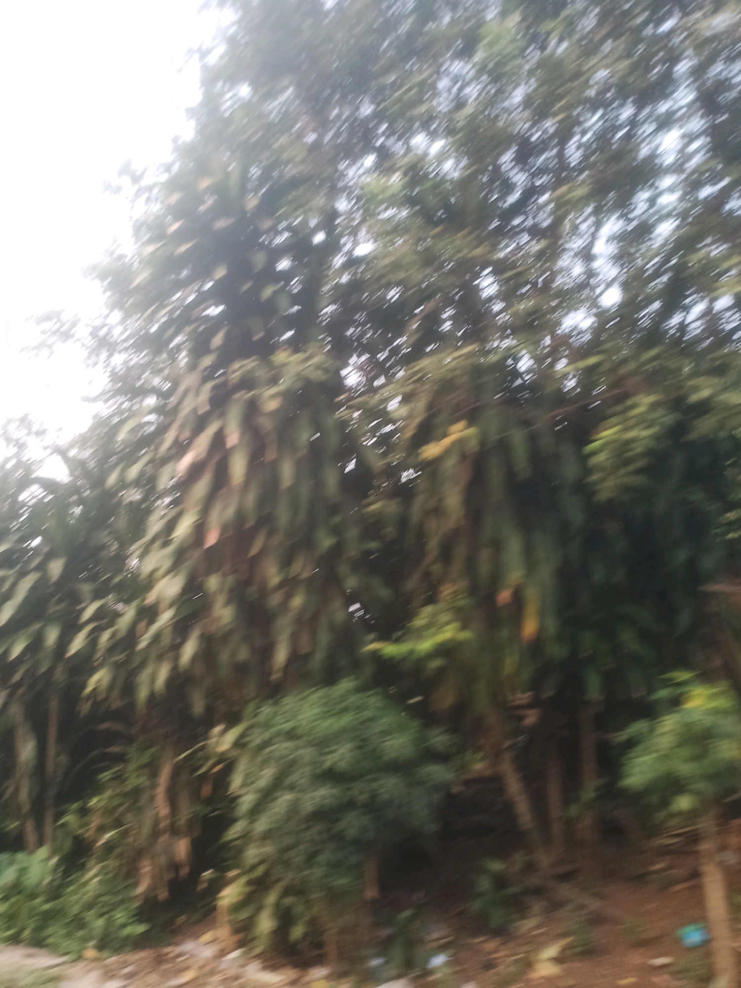 A slightly blurred image depicts a dense collection of trees and foliage. The scene is dominated by various shades of green, with some brown and yellow hues visible within the leaves and branches. The lighting suggests an overcast day, with a bright, hazy sky peeking through the upper canopy on the left side of the image. The ground appears to be covered in dirt and possibly some scattered debris. The overall impression is that of a natural, outdoor environment, likely a forest or park area. There are no visible people or animals, nor any specific architectural structures. The image was taken in Ciseeng, Indonesia.