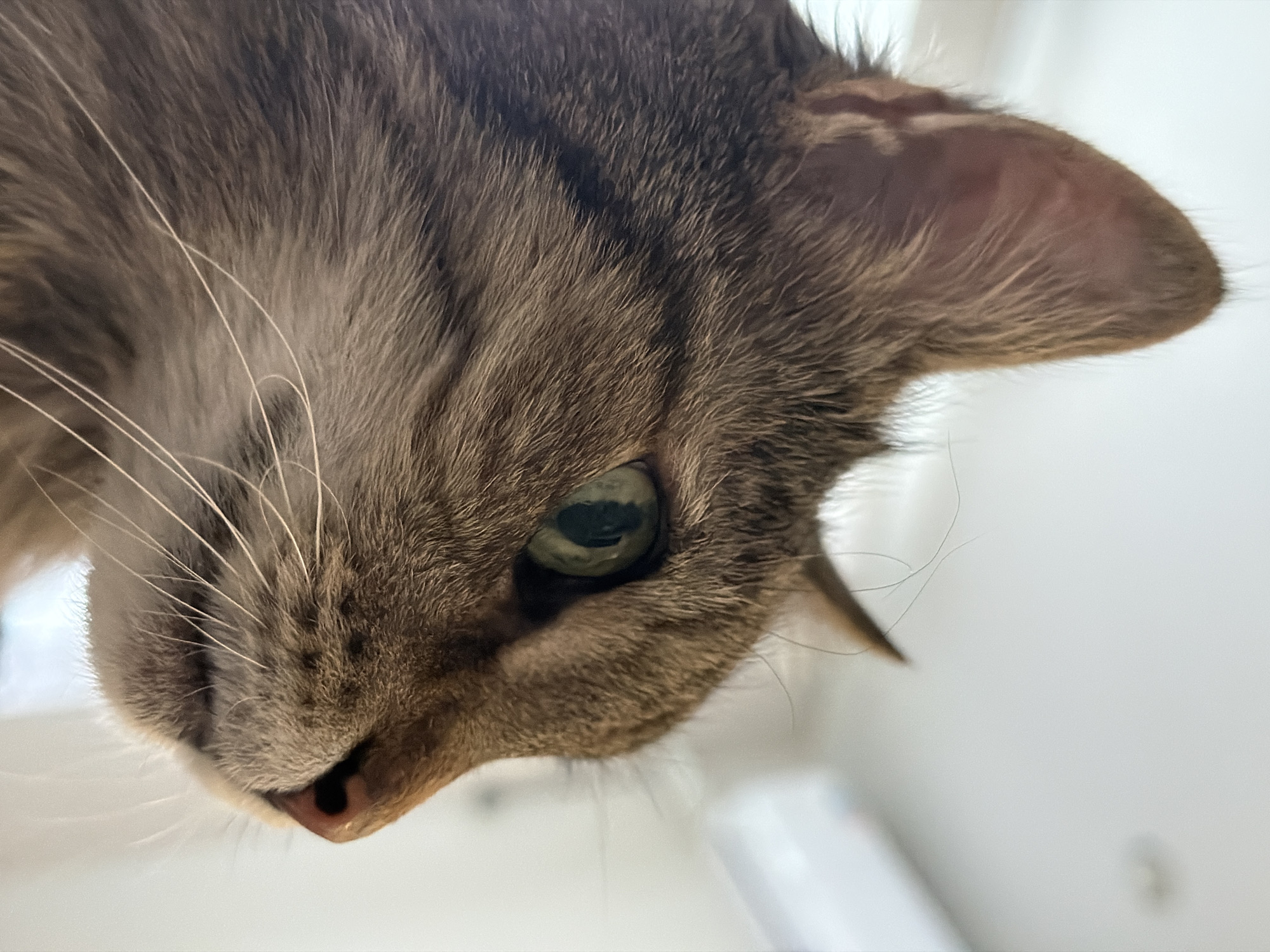 A close-up, downward-angled shot of a tabby cat's face. The cat is positioned in the upper portion of the frame, with its eye, nose, and ear clearly visible. The cat's fur is gray and brown with stripes. The eye is green. Long white whiskers extend from the left side of the face. The background is a blurred, light-colored surface, and part of a white object. The location is stated as Засечное, Russia. No people, actions or interactions are visible.
