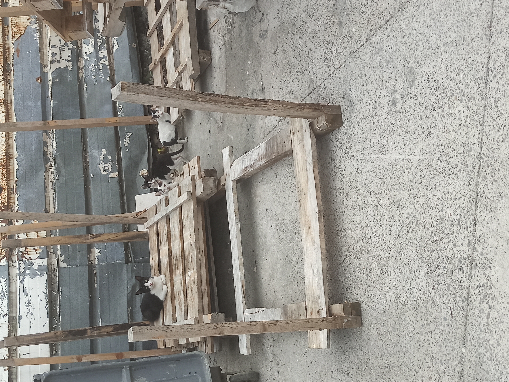 In Ümraniye, Turkey, a black and white cat is resting on a wooden pallet. In the background, three other cats are visible, two of which are looking at the camera. The cats are in an outdoor area with a concrete floor, and in the background, there are large metallic structures that appear to be part of a storage facility or industrial area. The scene appears to be an informal gathering of stray cats in a somewhat derelict urban environment.