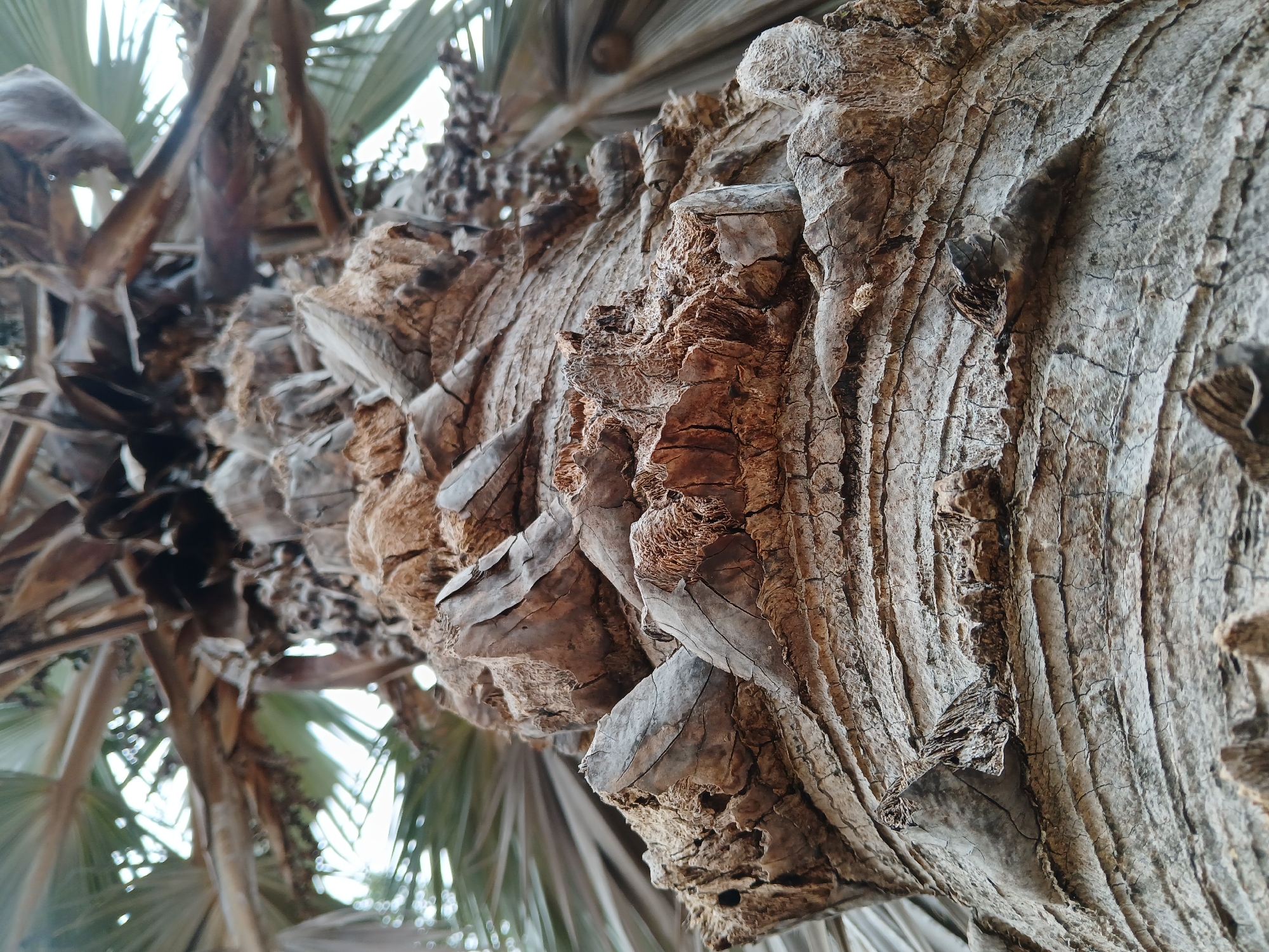 The image shows a close-up view of a palm tree trunk. The trunk is rough, dry, and heavily textured with ridges and sections of what appear to be the base of old fronds. The color is mostly gray and brown. In the background, out-of-focus palm fronds and sky can be seen. It appears to be taken during the day. Location: Ciudad Guayana, Venezuela. No people, subjects, objects, actions, or interactions are visible aside from the tree itself.
