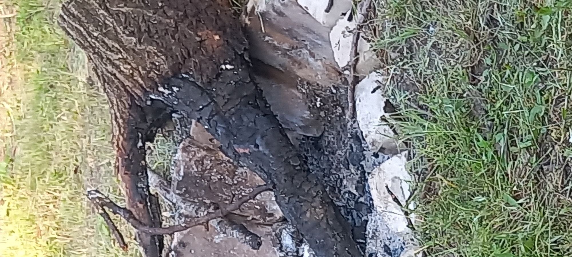 This image depicts an outdoor scene located in Kryvyi Rih, Ukraine. The central focus is a dormant fire pit, marked by an arrangement of light-colored, irregularly shaped stones or concrete blocks forming a containment perimeter. Within this perimeter, several large, dark, and partially charred tree trunks or logs are visible, interspersed with smaller, similarly blackened branches. A substantial quantity of white and grey ash lies beneath and around the burnt wood, indicating a fire that has completely extinguished. The immediate ground around the fire pit consists of sparse green grass and visible soil, transitioning to denser green grass in the foreground and background. No individuals, active flames, smoke, or other subjects engaged in actions or interactions are present within the frame.