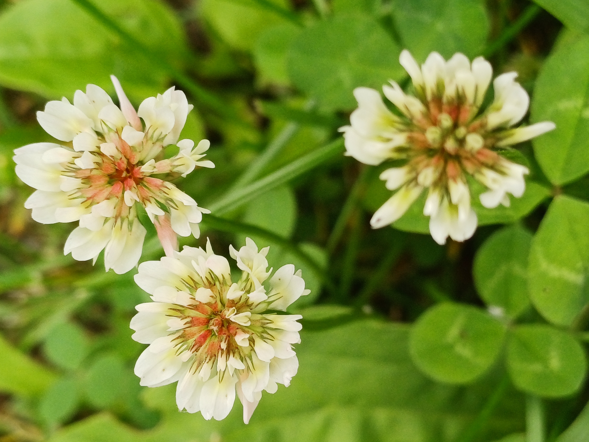 The image is a close-up, top-down shot of three white clover flowers with reddish-pink centers, surrounded by lush green clover leaves and grass. The flowers are the primary subjects, with two in focus at the top and one slightly out of focus at the bottom. The background is softly blurred green foliage. The scene appears to be a natural outdoor environment, likely a park or garden. There are no people or any indication of a specific urban location. The overall impression is one of natural beauty and tranquility.