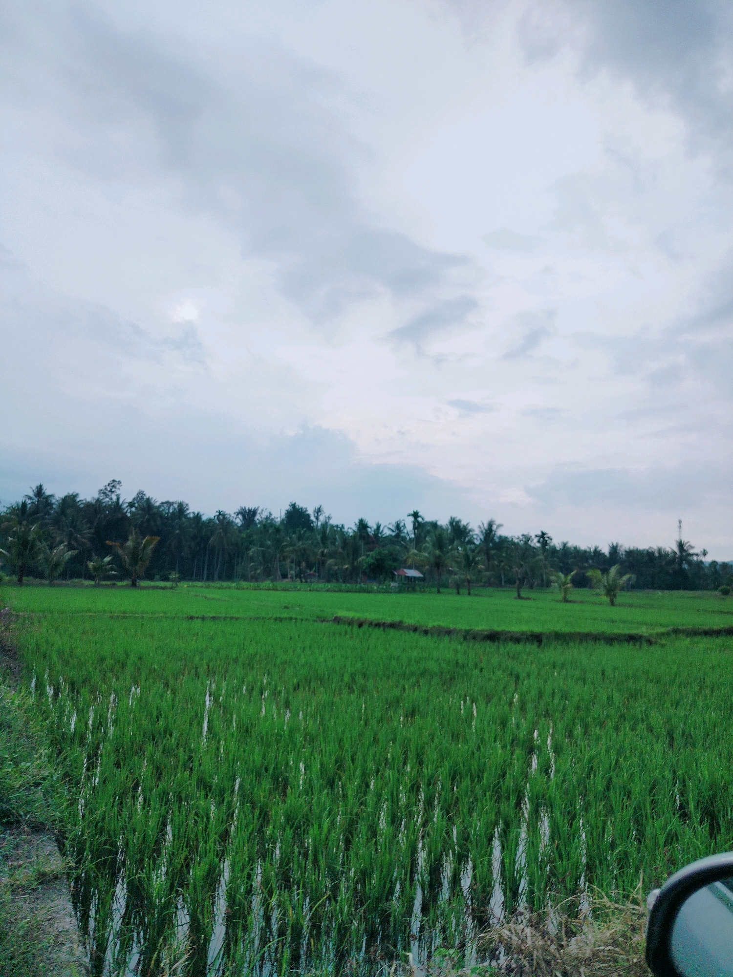 A wide-angle, low-angle shot captures a lush green rice paddy field in Rantodior, Indonesia. The paddy is flooded with water, creating reflections of the tall green rice stalks. In the background, a dense line of palm trees and other foliage forms a natural border. A small red-roofed structure is partially visible nestled within the trees. The sky above is overcast with soft, grey clouds, suggesting a tranquil, possibly humid atmosphere. The bottom right corner of the image shows the edge of a dark rearview mirror, indicating the photo was taken from inside a vehicle.
