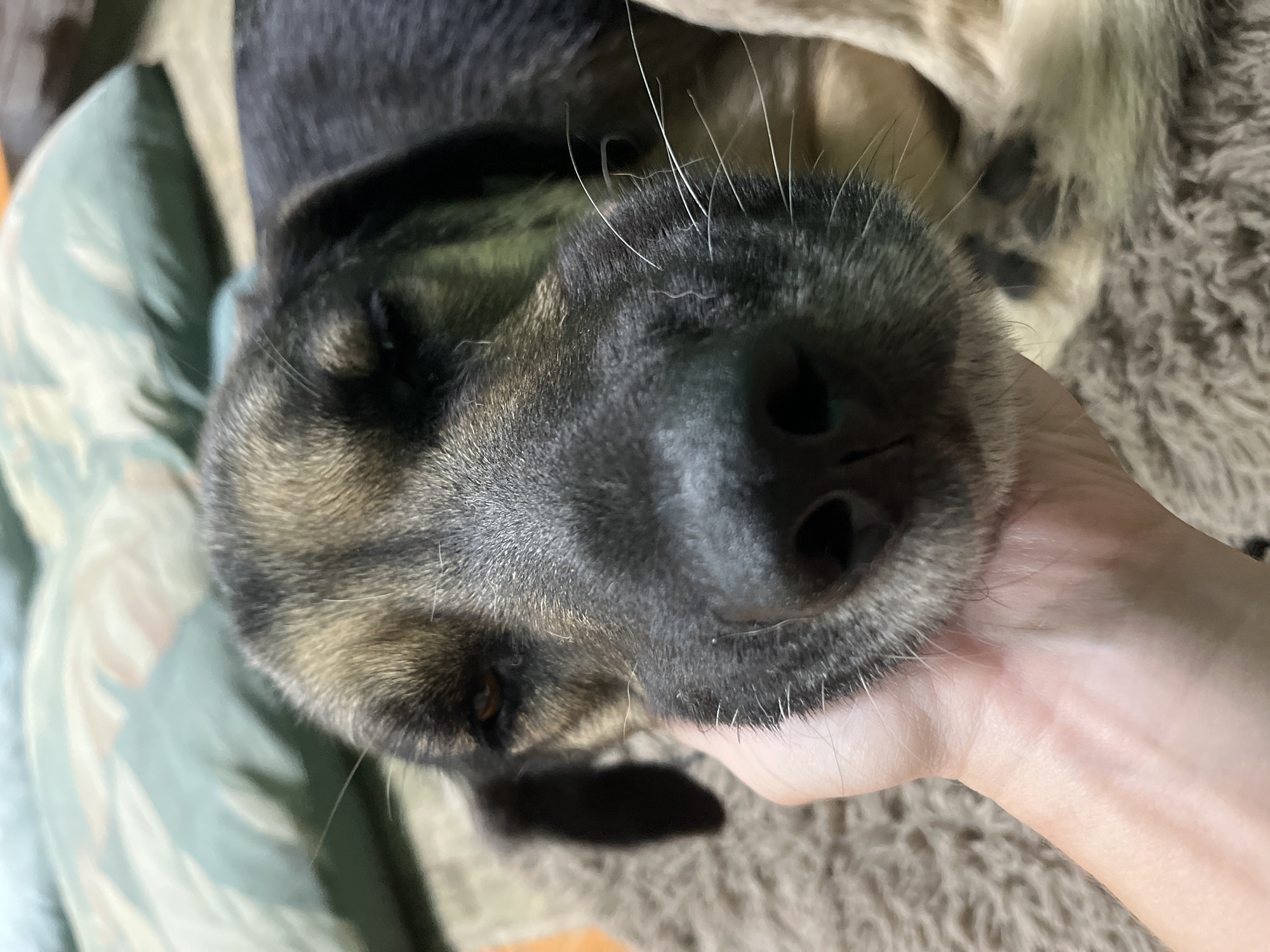 The image is a close-up shot of a dog's face being petted by a human hand. The dog appears to be lying down on a textured surface, possibly a rug or blanket, with pillows in the background. The dog's eyes are partially closed, and its nose is black and wet. The hand is gently resting on the dog's muzzle. The lighting is dim, creating a soft and intimate atmosphere. The image does not provide any specific information about the location in Nizhny Tagil, Russia, as there are no identifying landmarks or contextual clues.