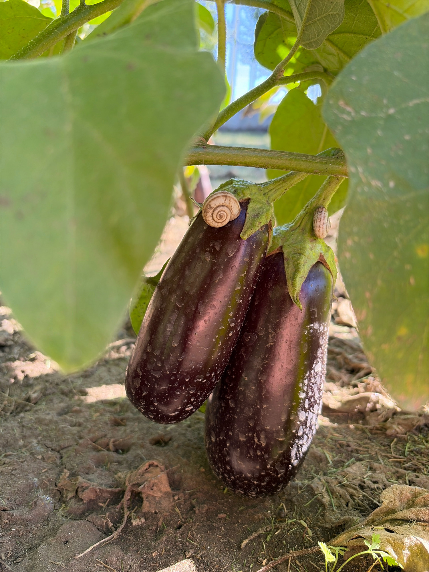 Two ripe eggplants are hanging from a plant stem, partially obscured by large green leaves. Both eggplants are a deep purple color, with a slightly glossy surface that appears to be covered in water droplets. One eggplant is positioned slightly in front of the other. There are two small snails on the eggplants; one is on the stem near the top of the front eggplant, and the other is on the stem of the rear eggplant. The eggplants are growing outdoors, with dry soil and some sparse green vegetation visible at the bottom of the image. The lighting suggests it is daytime. The image was taken in Oxentea, Moldova.