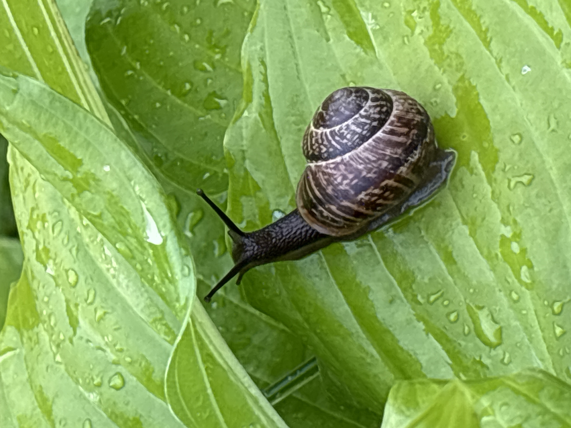 This is a close-up, horizontal shot of a garden snail on a large, green, wet leaf. The snail is dark brown with a spiral shell and is positioned on the right side of the frame, moving from left to right across the leaf. Its body is extended, and its eyestalks are visible. The leaf has prominent veins and is covered in numerous water droplets, indicating recent rain or dew. The overall lighting suggests it is daytime, possibly after a rain shower. The background consists of more green leaves, slightly out of focus, contributing to a natural, outdoor setting. There is no visible text in the image. The context provided is Kiskelovo, Russia.