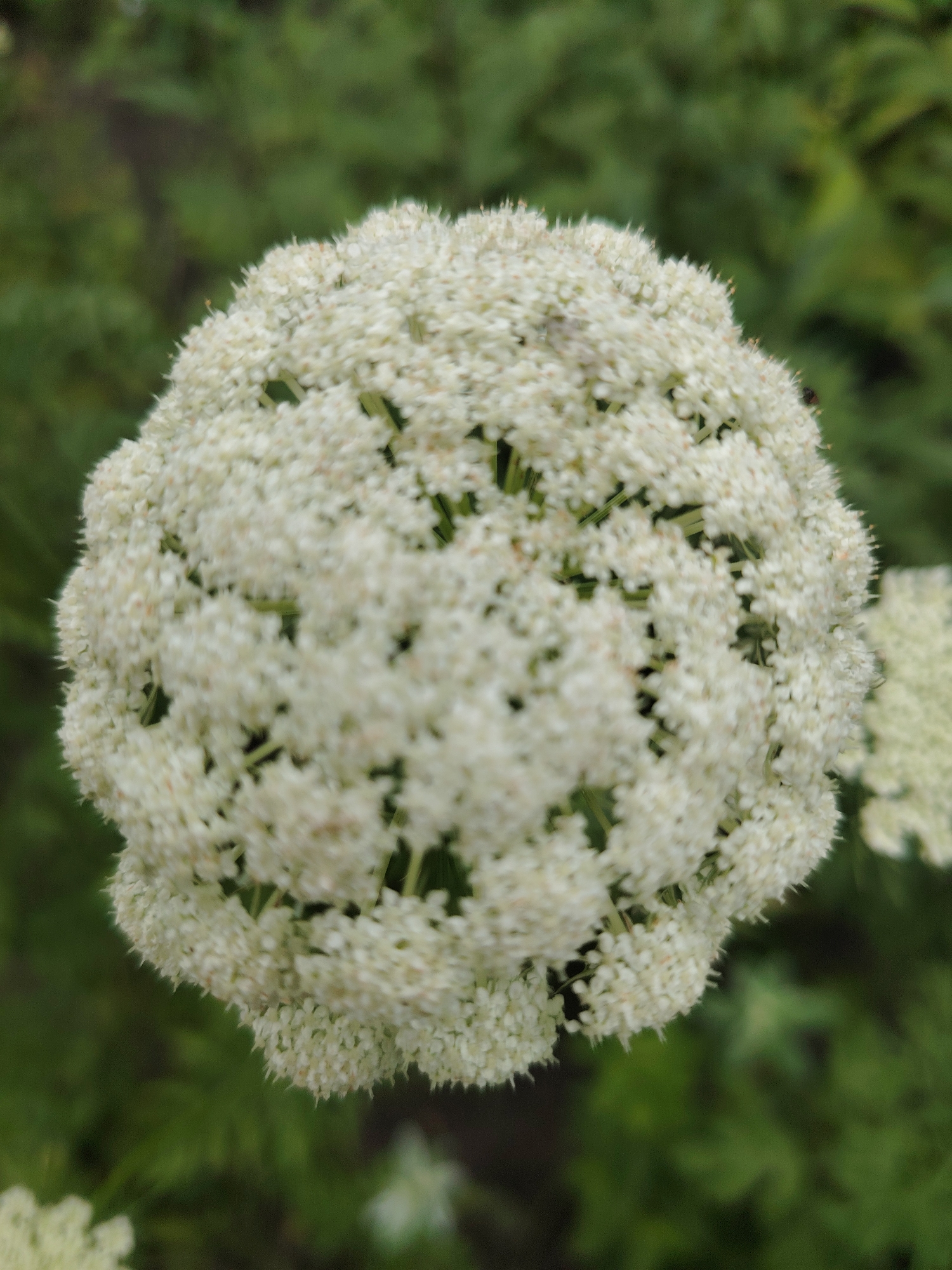 A close-up, slightly out-of-focus image shows a cluster of small white flowers in the foreground. The flowers are densely packed together, forming a rounded shape. The background consists of blurred green foliage, suggesting an outdoor natural setting. The lighting appears to be overcast, as there are no harsh shadows. A small dark insect, possibly a fly, is visible on the right side of the flower cluster. The image was taken in Unknown, Ukraine.