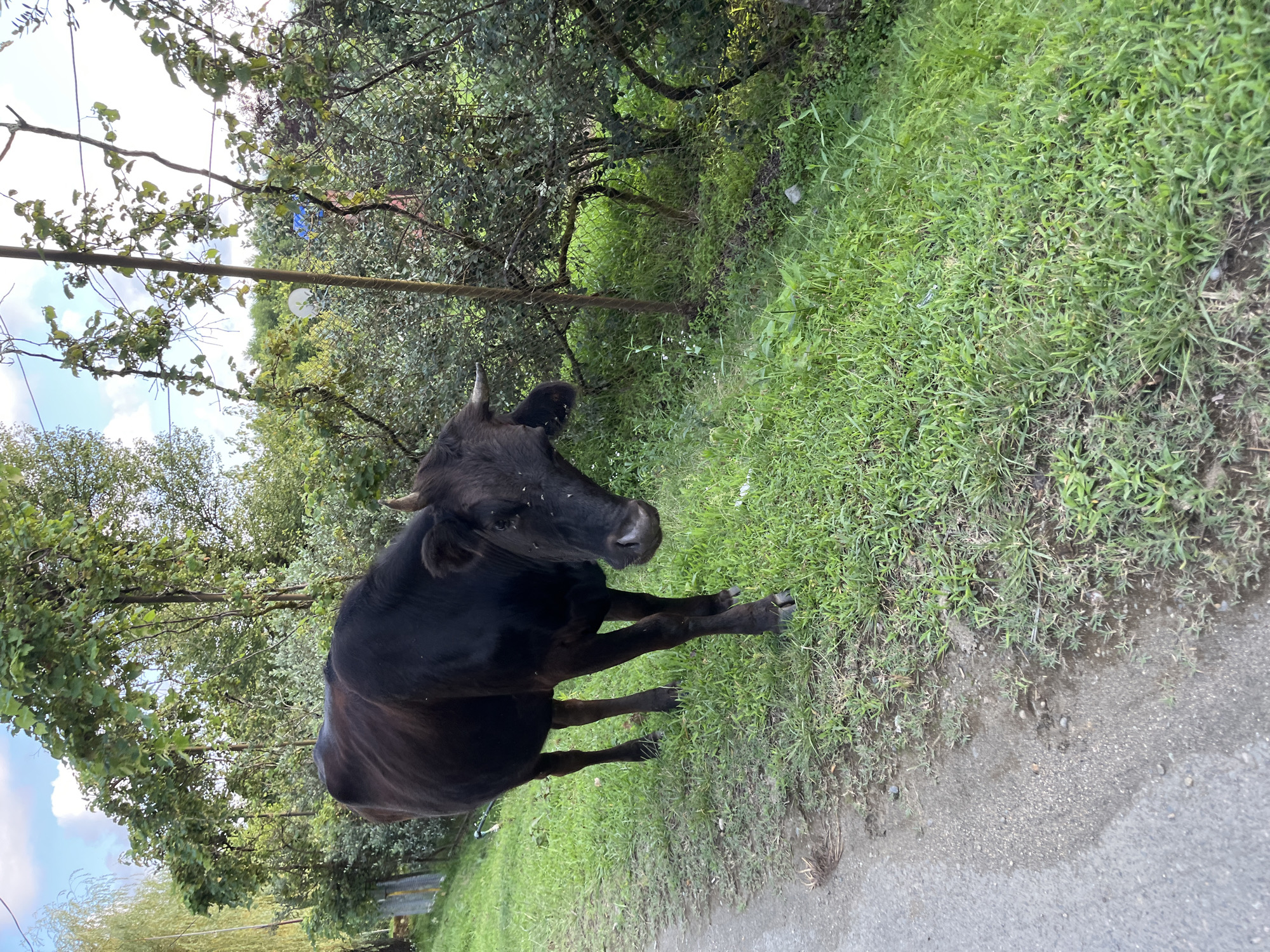The image shows a black cow standing on a dirt path next to a grassy area. The cow is facing the right side of the frame and looking slightly towards the viewer. Its head is tilted down, and its eyes are not clearly visible. There are some small insects on the cow's face. The cow has short, dark horns.
The setting is outdoors, with lush green grass bordering a dirt or gravel path. In the background, there are trees with dense foliage, suggesting a rural or natural environment. The sky is partly cloudy, with patches of blue sky visible through the trees. The lighting suggests it is daytime, possibly late afternoon due to the soft light.
There are no people visible in the image. The focus is solely on the cow and its surroundings. The overall mood appears calm and natural, with the cow seemingly at ease in its environment. No text is visible in the image. The presence of the dirt path and the surrounding vegetation are the primary cues for the location.