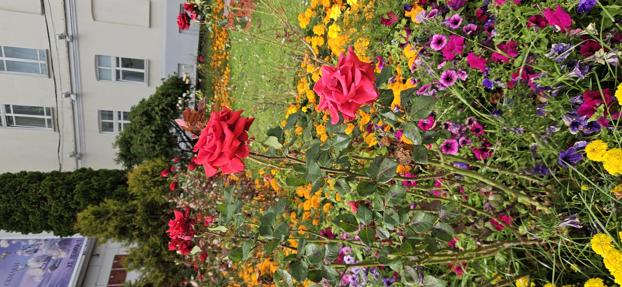 The image depicts a vibrant flowerbed with a focus on two prominent red roses in the foreground. The roses have lush green foliage, and some of their leaves show signs of discoloration or spotting. Behind them, a dense arrangement of smaller flowers in shades of yellow, orange, purple, and pink creates a colorful tapestry. In the background, the facade of a pale building with multiple windows can be seen, along with evergreen trees and shrubbery. A large banner with text in Cyrillic script is visible to the left, suggesting an urban setting. The scene appears to be a well-maintained public space or garden. Based on the Cyrillic text on the banner, which includes "ул. ЛЕНИНА" (Lenin Street), it is highly probable that this scene is located on Lenin Street in the city of Vitsebsk, Belarus. There are no people or animals visible in the image.