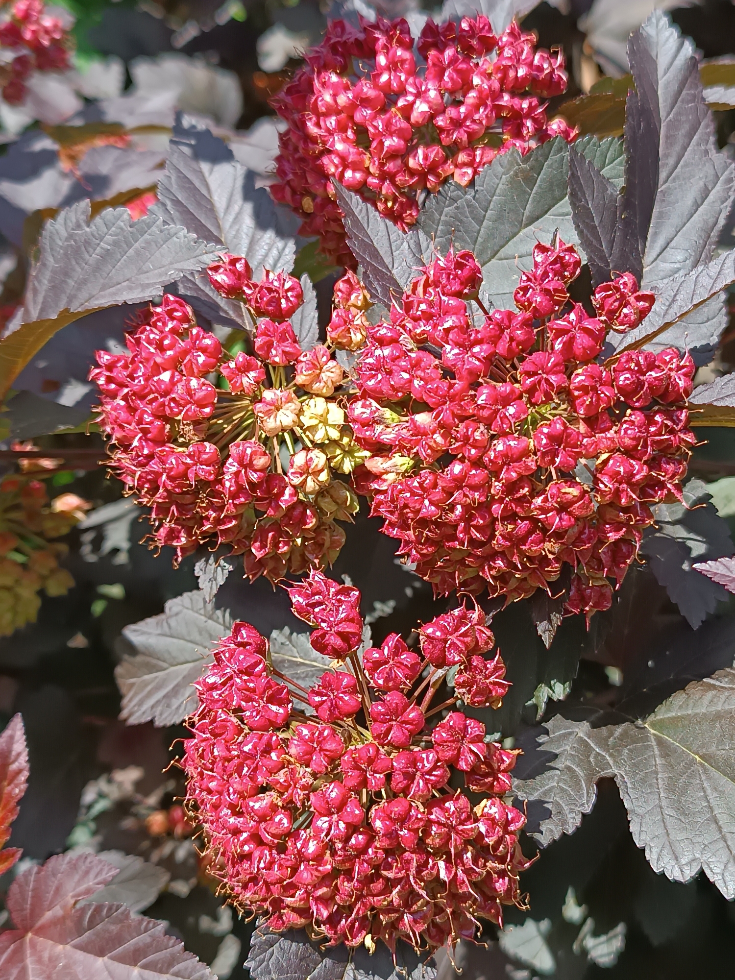 A close-up, eye-level, full shot showcases a cluster of deep pink, star-shaped seed pods on a plant. The seed pods are arranged in spherical clusters at the ends of thin stems. They are detailed, showing their textured, crinkled surfaces and delicate, wispy filaments. Behind the seed pods, large, dark purple, ovate leaves with serrated edges are visible. The lighting creates shadows and highlights, emphasizing the texture of the foliage and seed pods. The background is a blur of dark green and lighter purple, suggesting more foliage and hints of sunlight. The scene is located in an outdoor environment, likely a garden or natural setting, with no people or man-made structures visible. The image is sharp and focused on the botanical details.