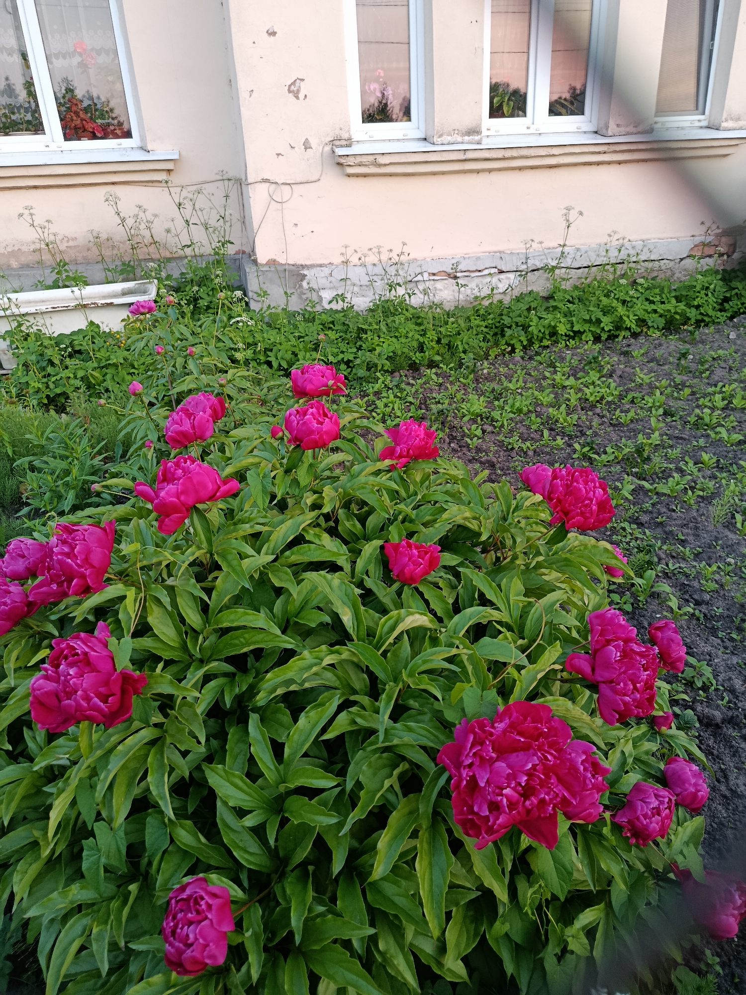 The image shows a close-up of a cluster of vibrant pink peonies in a garden setting. The flowers are in full bloom, with many layers of petals. They are surrounded by lush green foliage. In the background, there is a light-colored building with windows, and some patchy green vegetation along the base of the building. The ground appears to be covered in soil and some smaller plants. The scene is well-lit, suggesting it is daytime. This image could be from a residential area or a public park in Vereya, Russia, given the presence of a building and garden. There are no people visible in the image.
