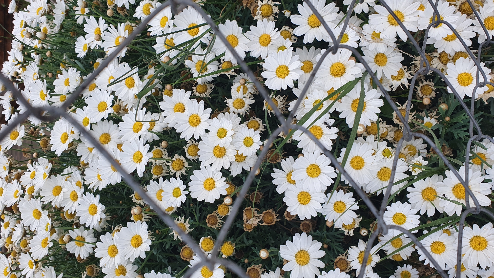 The image displays a dense cluster of white and yellow daisy-like flowers, viewed through a prominent dark gray mesh fence. The fence, likely made of metal with a diamond pattern, occupies the foreground, partially obscuring the floral scene behind it and creating a visual filter.
The flowers, possibly marguerite daisies, feature numerous bright white petals surrounding distinct, vivid yellow centers. They are packed closely together, creating a carpet of blossoms that fills most of the frame. Amidst the fresh, blooming flowers, there are also several wilting or dried specimens, characterized by their shriveled, brownish petals and faded centers, indicating different stages of growth and decay. Green foliage peeks out from between the flowers, providing a verdant base.
Two small black ants are visible upon the white petals of some flowers; one is in the lower-left section of the frame, and another towards the middle-right. The lighting appears bright and diffused, suggesting a clear daytime setting, perhaps late morning or afternoon, without harsh shadows. The scene captures a natural garden or wild growth, observed through a man-made barrier, typical of outdoor environments in areas such as Bar, Montenegro. No discernible text is present in the image.