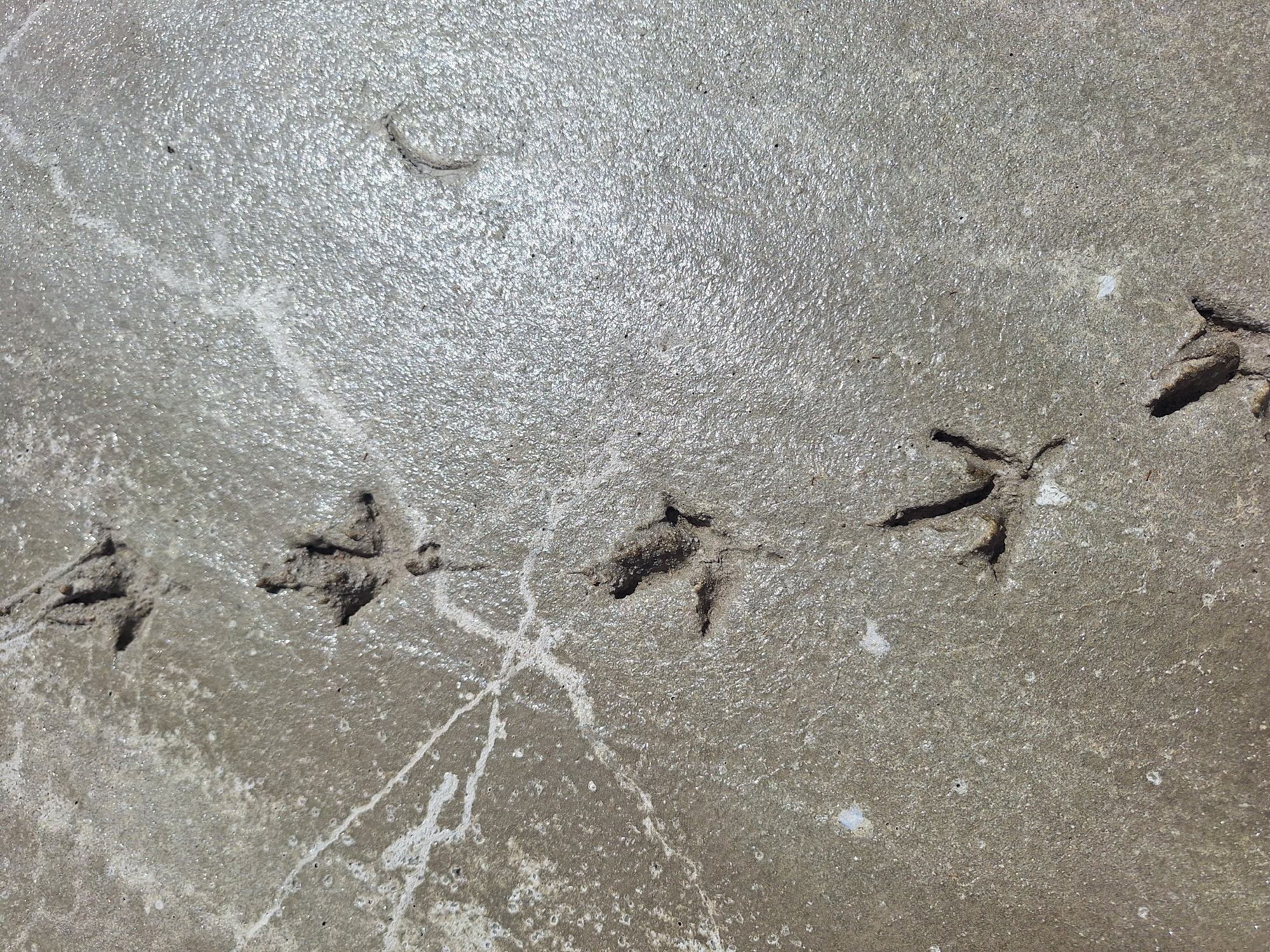 The image shows a close-up, overhead view of a concrete surface marked with multiple bird tracks. The concrete appears wet or damp, reflecting sunlight, and has a textured, slightly uneven surface with scattered white mineral deposits. The bird tracks are clearly visible as indentations with distinct toe marks, suggesting they were made recently while the concrete was still wet. There are at least four visible tracks, arranged in a diagonal line from the lower left to the upper right of the frame. Some white, linear streaks, possibly dried water marks or mineral deposits, are also present on the surface. The overall environment appears to be an outdoor setting. No people or other living beings are visible in the image. The location is Блеўчыцкі сельскі Савет, Belarus.