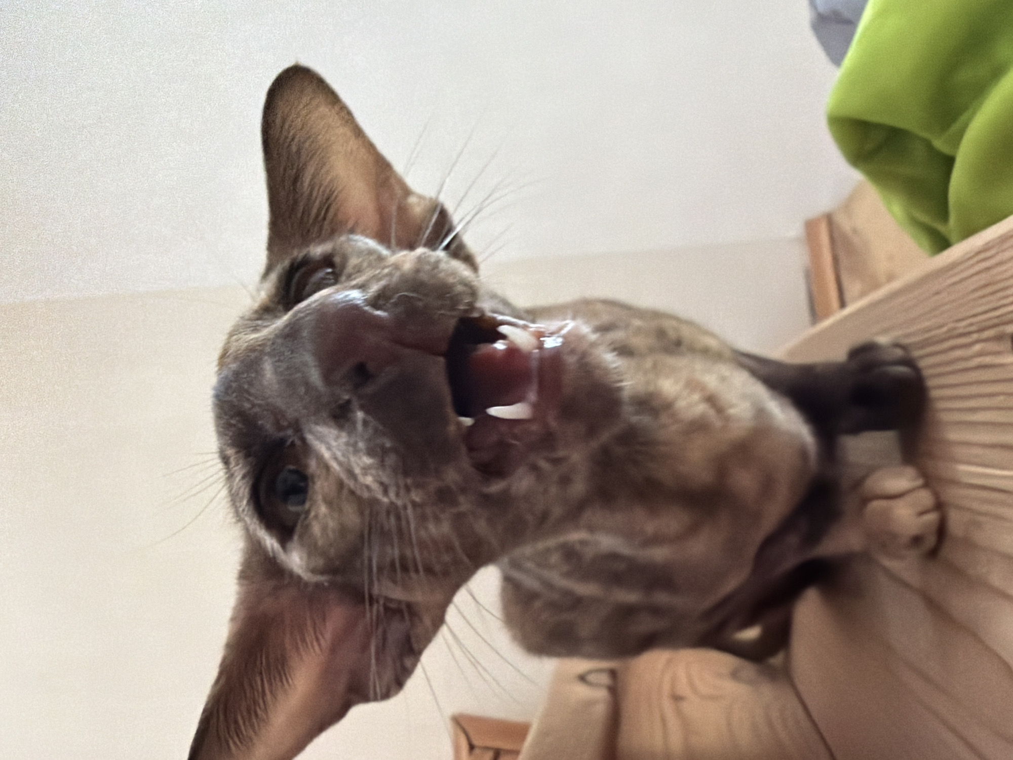 The image shows a close-up, low-angle view of a brown Oriental Shorthair cat. The cat is perched on a light-colored wooden structure, possibly a shelf or a bed frame. Its mouth is open, revealing teeth and a pink tongue. The background includes a light-colored wall and a glimpse of a green garment. There is no information available to identify or confirm the location as the city of Chaikovsky, Russia.