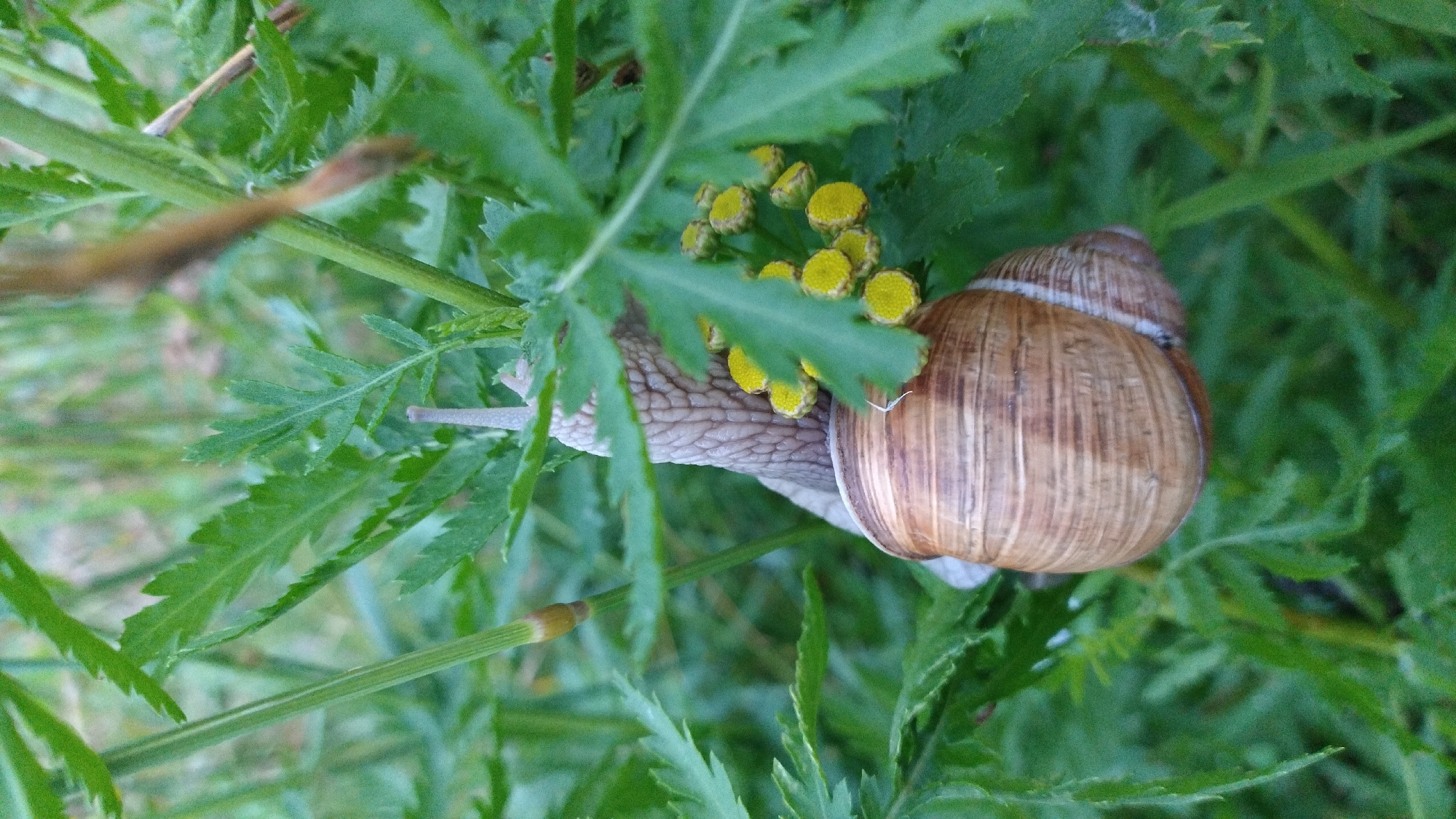 A close-up, eye-level shot shows a garden snail with its shell partially obscured by green foliage. The snail's light brown, spiraled shell is dominant in the lower half of the frame, displaying distinct ridges and a white band. The snail's upper body, a mottled gray, extends from the shell, with one light-colored tentacle visible. A small cluster of yellow, button-like flowers is nestled near the snail. The background consists of out-of-focus green leaves and stems, suggesting an outdoor, natural setting. This image was taken in Jelgava, Latvia.