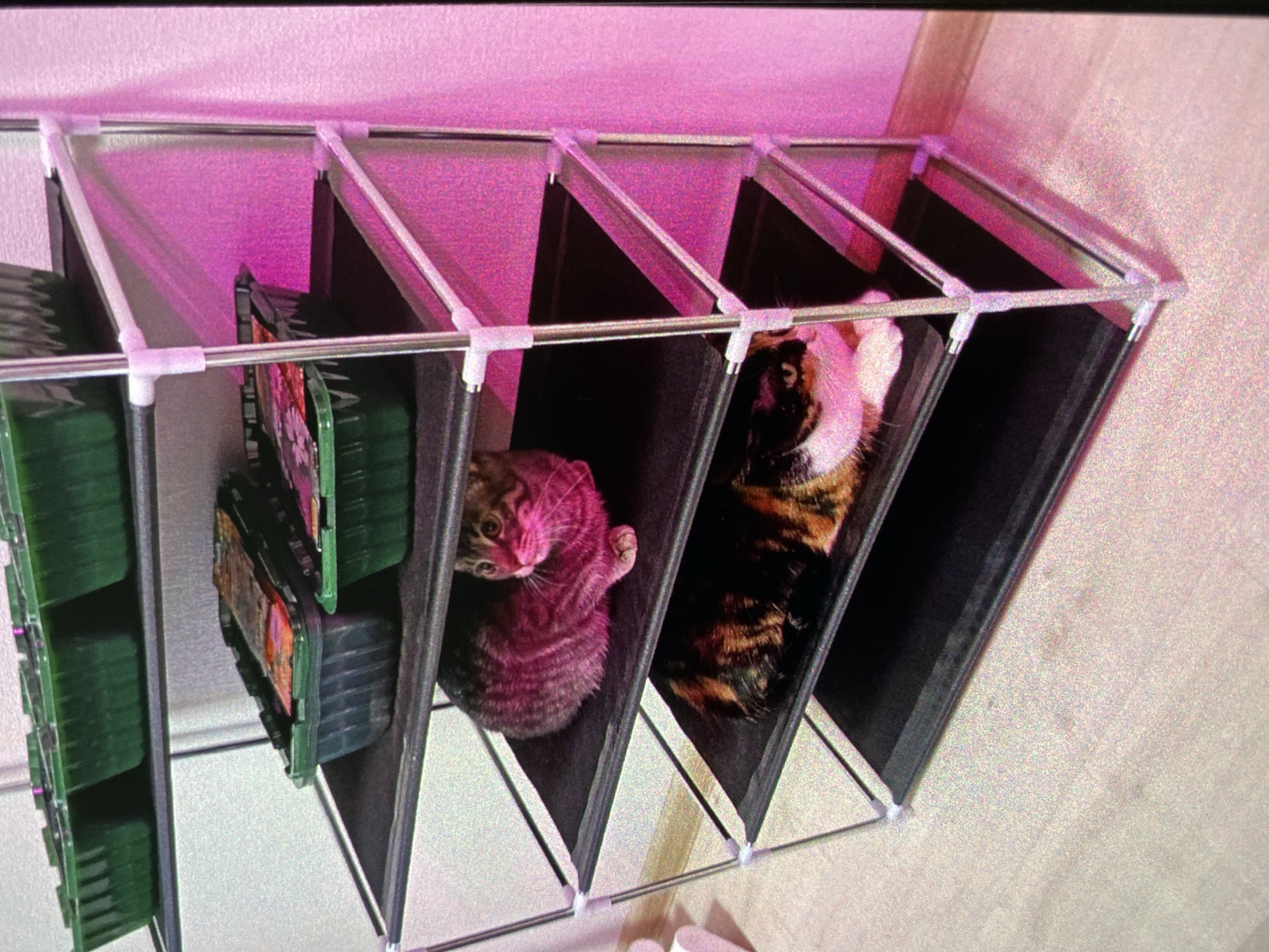 Two cats are situated within a multi-tiered metal and fabric shelving unit. The unit is positioned against a light-colored wall, possibly indoors. The leftmost tiers of the unit contain stacked green and black seed starting trays, while the two tiers to the right contain the cats. One cat, a tabby, is curled up in the second tier from the left, looking directly at the viewer. The other cat, calico in coloring, is positioned in the tier to the tabby's right. The top of the shelving unit is illuminated by a pinkish light. There is no indication of it being in Saint Petersburg, Russia.