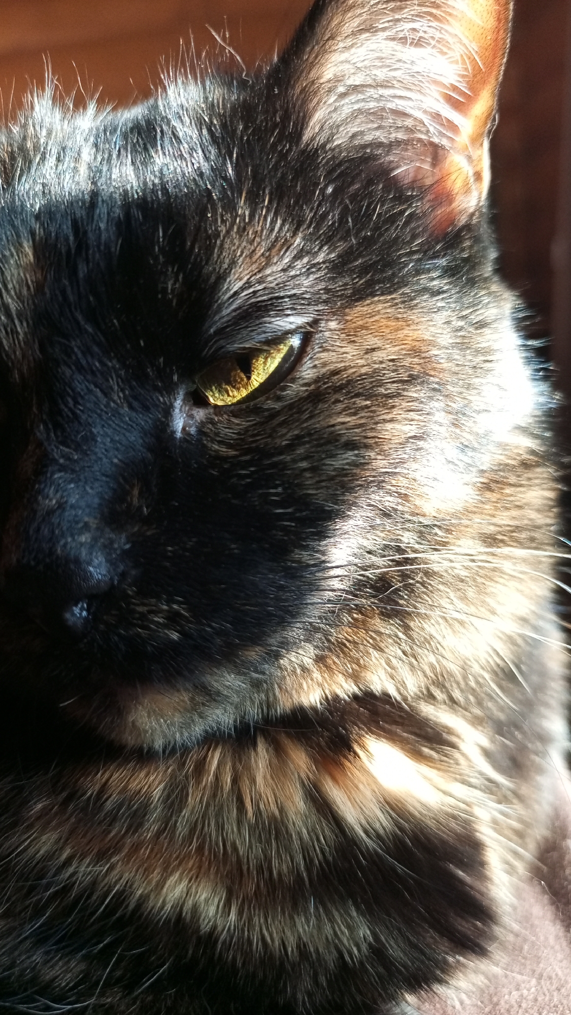 Close-up of a tortoiseshell cat's face in sunlight. The cat has black and brown fur, with a yellow eye clearly visible. Part of the cat's ear is also lit up. The location in the city of Юдино, Russia is not discernible from the image.
