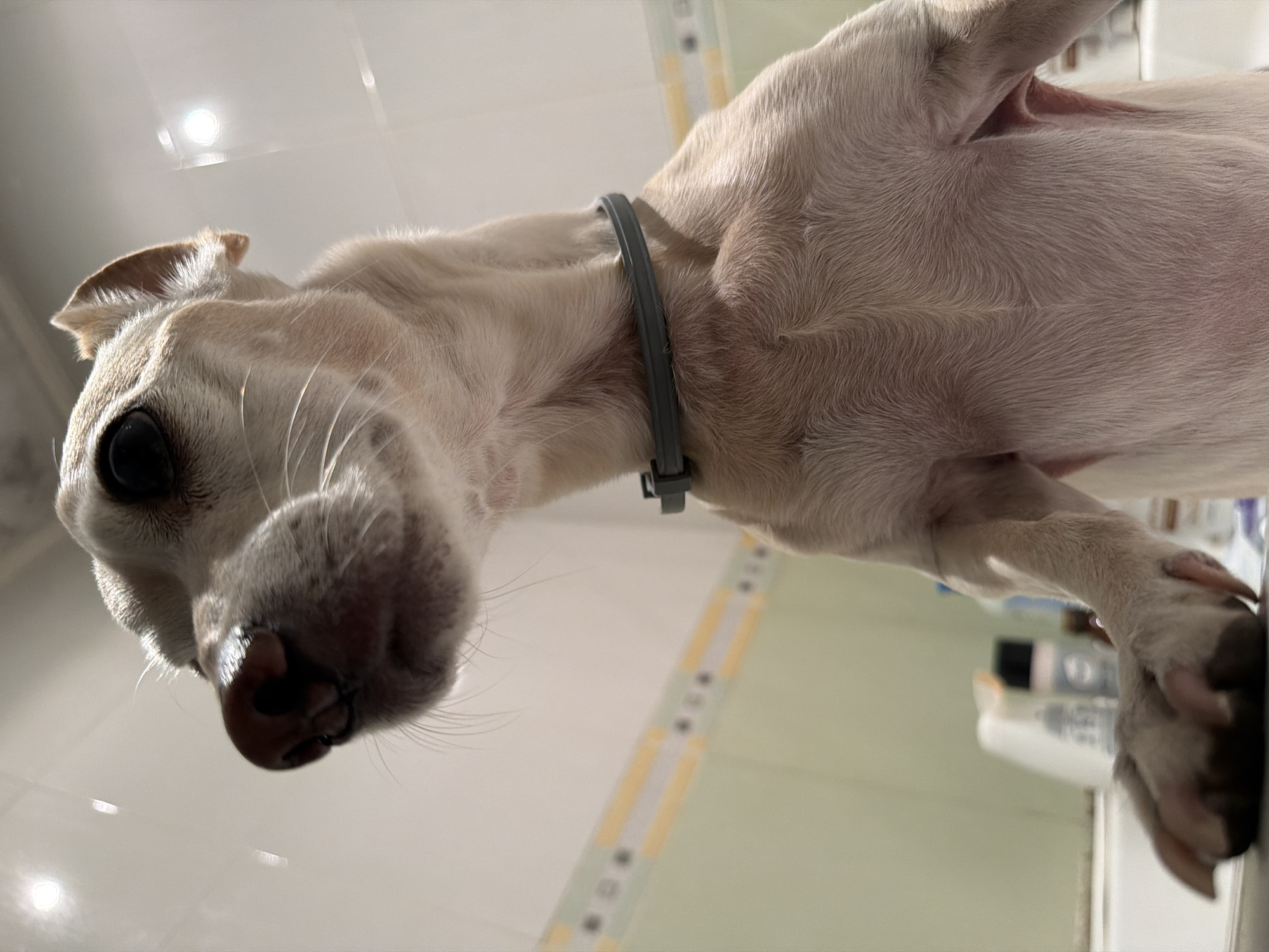 A low-angle, medium shot captures a light-colored dog with large dark eyes and a pink nose, its head tilted to the left. The dog wears a gray collar. Its forepaws are visible at the bottom of the frame, resting on a surface. The background appears to be a tiled bathroom with a mirror and bottles of toiletries on a counter. The lighting is bright, creating some glare. The scene is indoors and the specific location in Plovdiv, Bulgaria, cannot be determined from the image.
