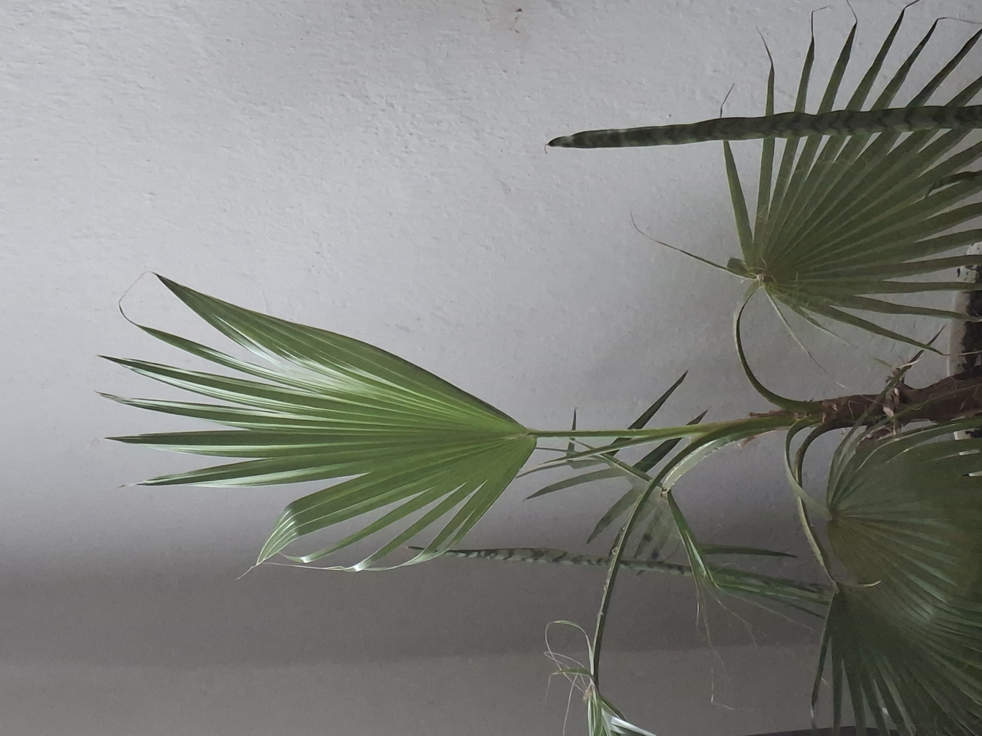 A close-up, eye-level shot shows a potted palm plant with long, fan-shaped green leaves against a textured, light-colored wall. The wall appears to be a neutral gray or off-white, with some subtle imperfections and a rough surface. The palm plant is the dominant subject, with its leaves extending towards the top and sides of the frame. A second, thinner plant with striped, upright leaves is partially visible on the right side of the image, and another similar plant is on the left side, behind the palm. The lighting is soft, casting minimal shadows. The overall impression is of an indoor plant display. The image does not contain any discernible elements that would indicate a specific location in Boru-Bash, Kyrgyzstan.