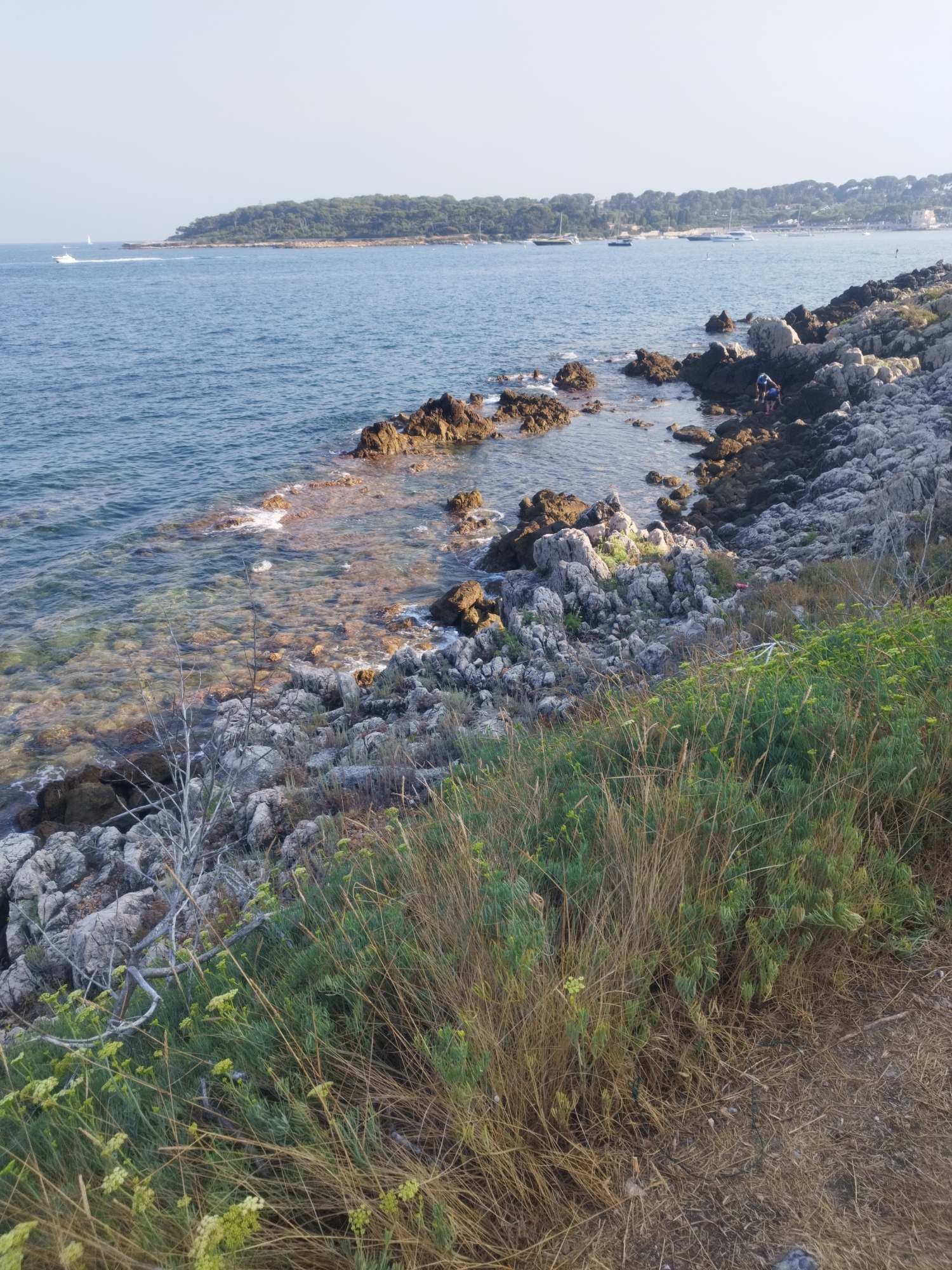 This image depicts a coastal scene in Antibes, France, likely along the Cap d'Antibes. The foreground is dominated by dry, golden grasses and sparse green vegetation growing on a rocky slope. A gnarled, bare tree branch is visible amongst the rocks. The middle ground features a rocky coastline with clusters of dark, weathered rocks and lighter, greyish stones leading into the clear, blue water. Small waves are breaking against the rocks. The water is shallow enough in places to reveal the rocky seabed beneath. In the distance, the sea stretches to a horizon under a pale sky. A wooded headland, lush with green trees, juts out into the water, dotted with structures and boats suggesting a populated area. Several sailboats and a motorboat are visible on the water. Two individuals, one in a blue top and another in darker clothing, are present on the rocky shore, appearing to navigate the terrain. The overall impression is of a natural, rugged coastline with signs of human activity in the distance.