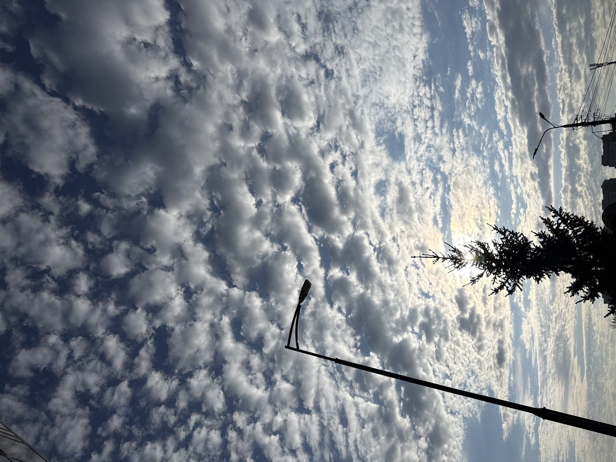 The image shows a view of the sky above Krasnoyarsk, Russia. The sky is filled with altocumulus clouds, with patches of blue sky visible between them. Silhouetted against the sky are a street light and the branches of a fir tree. In the background, the silhouette of a building and power lines can be seen. The sun is shining behind the tree, creating a silhouette effect.