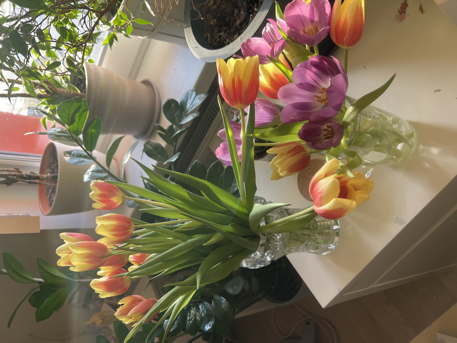 This image depicts an indoor scene within a residence in Saint Petersburg, Russia, illuminated by strong natural sunlight entering from a window. In the foreground, positioned on a white, flat-surfaced piece of furniture, are two arrangements of tulips and one loose tulip. On the left, a faceted clear glass vase holds approximately 10-12 tulips, characterized by yellow petals with prominent red-orange streaks, and vibrant green stems and leaves. To the immediate right, a single, similarly colored yellow and red-orange streaked tulip lies horizontally on the white surface. Further to the right, a smaller, clear cylindrical glass container holds roughly 8-10 tulips, predominantly purple and pink in hue, with a few yellow and red-orange streaked blossoms intermingled.
In the background, a windowsill is visible, supporting several potted houseplants. From left to right, these include a large plant with dark green foliage, a medium-sized plant with waxy green leaves in a light-colored pot, and another plant with smaller green leaves and visible stems. A portion of a dark-colored pot containing soil is visible on the far right. Below the windowsill, a white slatted radiator or heating unit is present. The light source, presumably from outside the window, casts bright highlights on the flowers and surfaces, with a reddish tone discernible through the window beyond the plants. No individuals are present in the scene.