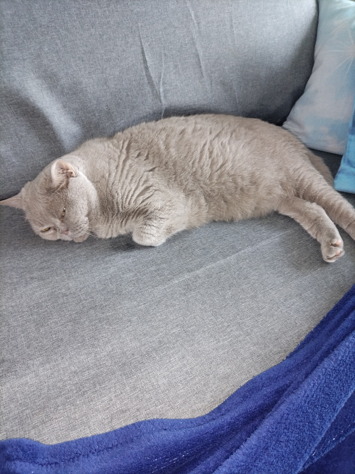 An adult, light gray cat is lying on its side on a gray sofa. The cat is facing left with its eyes partially closed. Its head is resting on the sofa, and its front paws are tucked underneath its body. Its back legs are extended out to the right. A blue blanket is draped over the lower right corner of the sofa. A light blue and white patterned pillow is visible on the upper right side of the sofa.
