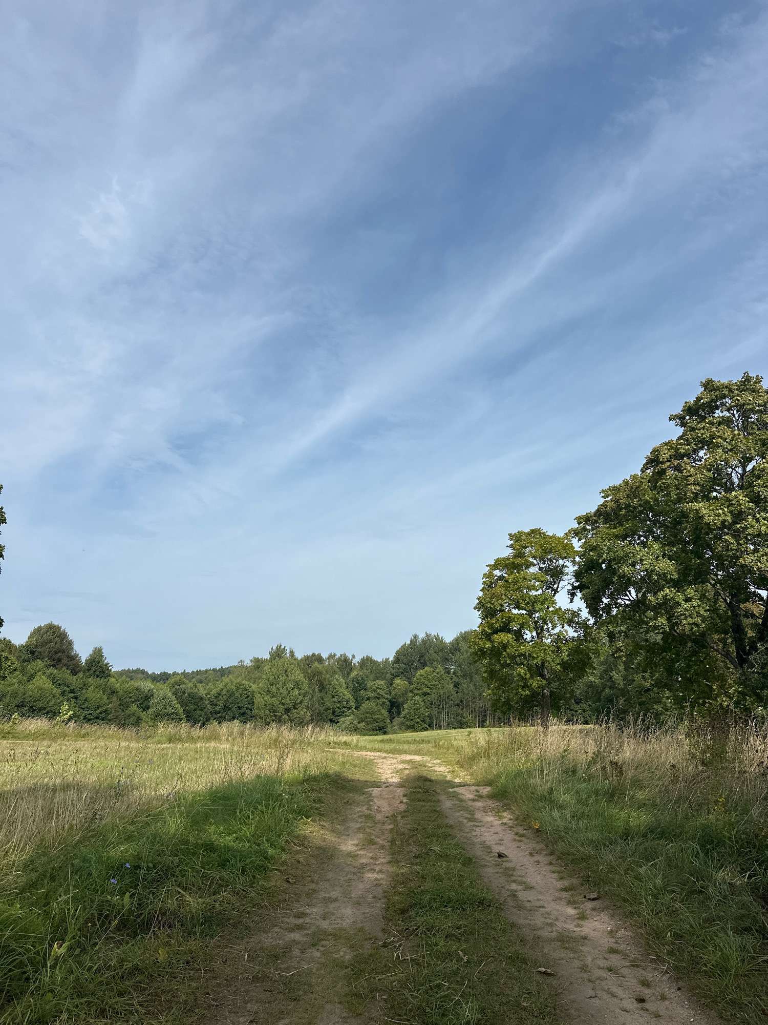 A dirt path cuts through a grassy field, leading towards a dense forest in the distance. The sky is a pale blue with scattered wispy clouds. Tall trees, with lush green foliage, flank the right side of the path, while the left side of the field is bordered by shorter trees and brush. The overall scene depicts a natural, rural landscape.
