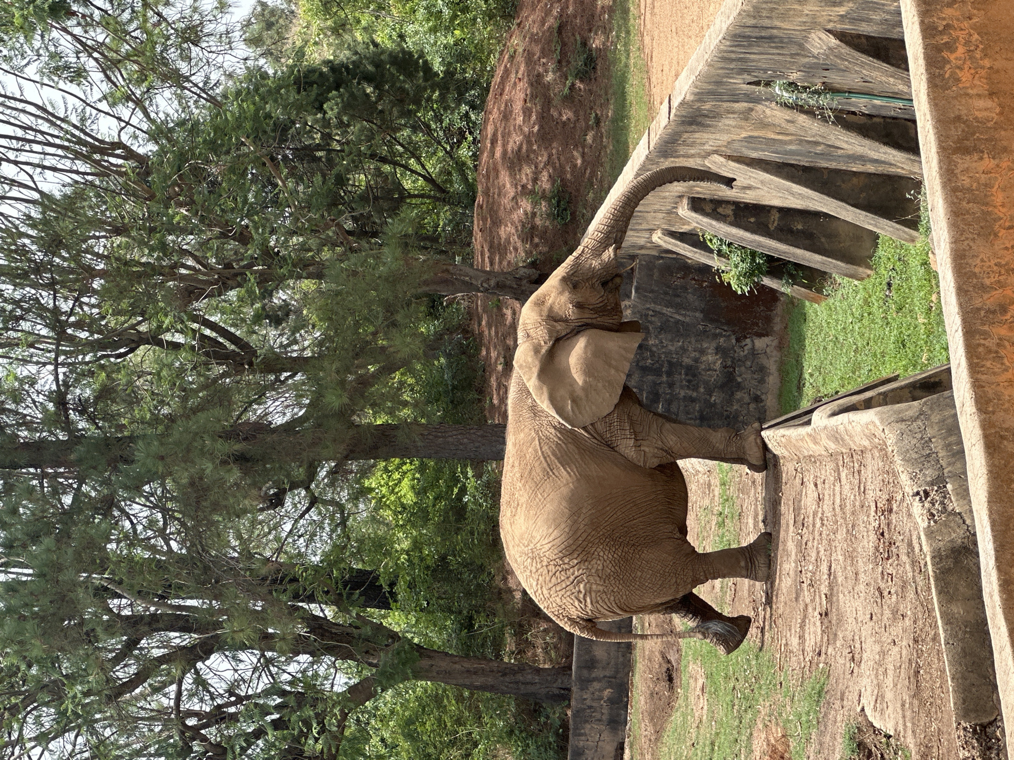 An African elephant stands prominently within an outdoor enclosure, likely a zoo or wildlife park in Jos, Nigeria. The elephant, positioned in the center, faces right with its body angled slightly towards the viewer. It exhibits large, textured ears and wrinkled, grayish-brown skin. Its trunk is raised high and gracefully curled upwards and to the right, extending over a concrete barrier. Its mouth is slightly open, suggesting it might be reaching for something, vocalizing, or sniffing.
The elephant stands on reddish-brown dirt ground. To its right, a substantial, multi-tiered concrete wall or barrier runs horizontally, separating its immediate area from a lower section featuring sparse green grass and additional concrete structures. In the background, predominantly to the left and behind the elephant, dense clusters of tall trees with dark green foliage and visible branches form a natural backdrop. Further back, a sloped, reddish-brown earthen bank with scattered vegetation is visible.
The scene is illuminated by bright, clear daylight, suggesting late morning or early afternoon, with strong shadows cast by the trees and concrete structures. No people or visible text are present. The elephant appears alert and engaged with its surroundings within the enclosed habitat.