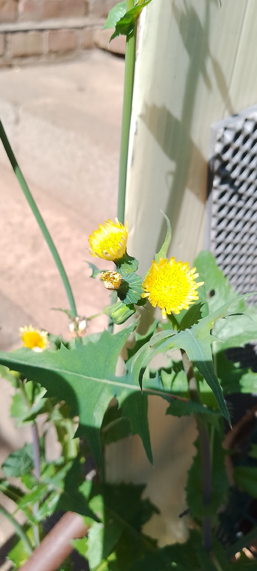 The image displays a close-up of several yellow wildflowers, possibly dandelions, growing outdoors. The flowers are in various stages of bloom, with some fully open and others appearing as buds. The plant features green, serrated leaves. In the background, a pale yellow vertical structure, likely a wall or pillar, is visible. To the right of the pillar, a textured, gray metal grate is present. The ground appears to be paved with concrete or stone. Sunlight casts shadows, suggesting it is daytime. The scene appears to be situated in a residential or urban area, common in Belgorod, Russia, given the architecture and landscaping. No people or specific actions are depicted.
