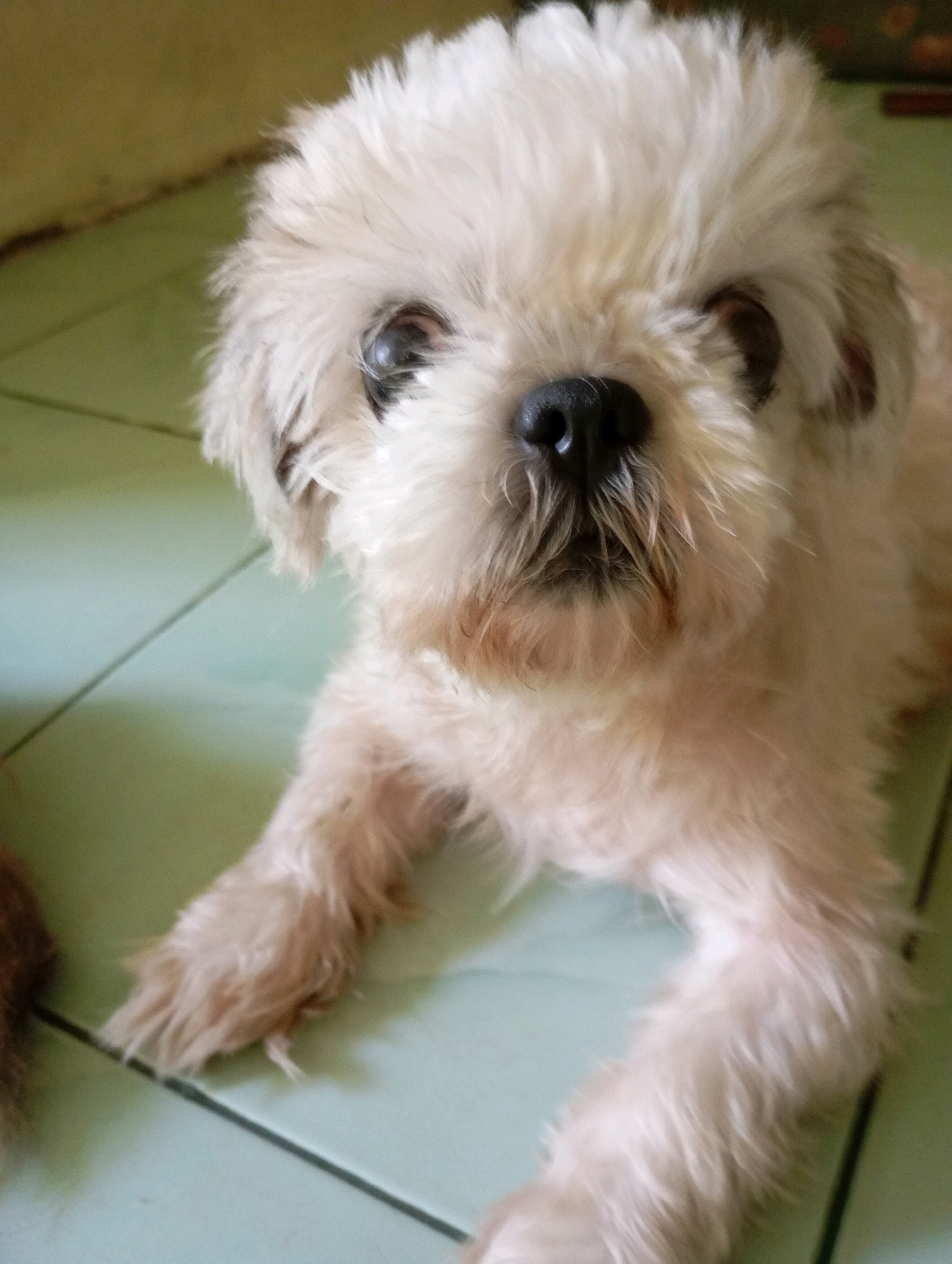 A close-up, head-on, eye-level shot shows a small, fluffy, white dog with dark eyes, a black nose, and light brown fur around its muzzle, lying down on a light blue tiled floor. The dog's fur is tousled, and its eyes are partially obscured by its fur. The background is out of focus, with a yellowish-green wall visible on the left and a darker area on the right. A dark line, possibly a seam in the tiles or a shadow, runs diagonally across the floor in the foreground. The image was taken indoors, likely in a residential setting in Balikpapan, Indonesia, based on the tiling and the general ambiance.