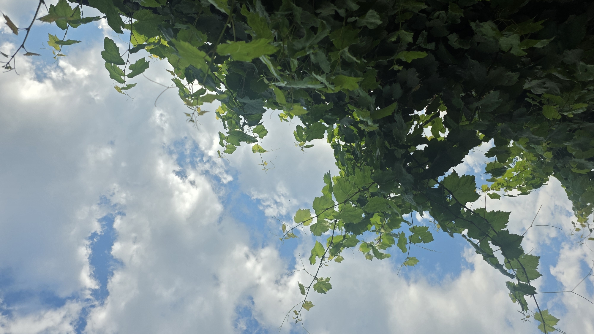 A low-angle shot shows lush green grape leaves against a bright blue sky filled with fluffy white clouds. The leaves and vines dominate the right and lower portions of the image, reaching towards the sky. The sky and clouds occupy the upper left portion. The image is taken outdoors, suggesting a natural setting perhaps in a vineyard or garden. There are no people or animals visible in the frame. The scene is well-lit, likely during daytime. The location is specified as the city of Chuy, Kyrgyzstan.