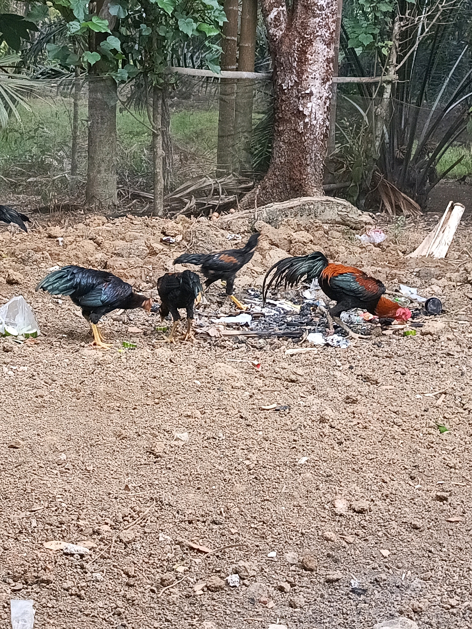 In the city of Megang Sakti I, Indonesia, a group of four roosters are seen foraging on a dusty ground littered with various debris, including plastic bags, discarded food scraps, and what appears to be burnt material. The roosters exhibit distinct plumage, with one notable rooster displaying a vibrant mix of red, green, and black feathers, while others are predominantly black with hints of iridescent green and red. Their actions are focused on pecking at the ground, presumably in search of food among the refuse. The environment is somewhat rural, characterized by the presence of trees and vegetation in the background, with a rough, unpaved terrain dominating the foreground. The overall scene suggests a common, albeit unkempt, outdoor area where domestic fowl are present.