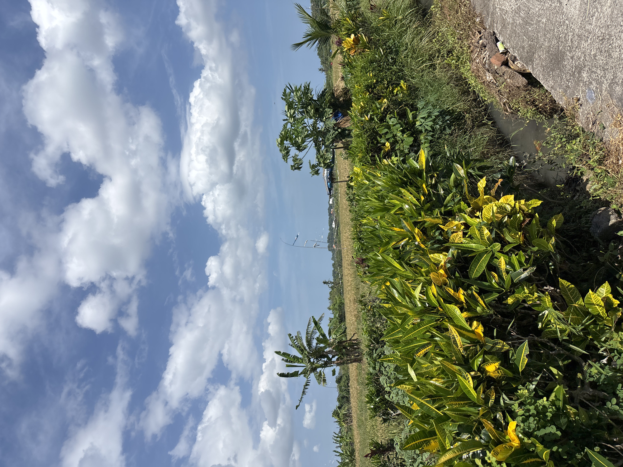 The image shows a rural scene in Kerambitan, Indonesia. The foreground features dense vegetation, including Croton plants with distinctive yellow and green leaves. A banana tree stands in the midground, next to a field of crops, possibly rice. In the distance, utility poles and buildings are visible. The sky is blue with puffy white clouds. A concrete structure borders a drainage ditch on the right side of the image, where the vegetation meets the right-side edge of the image.