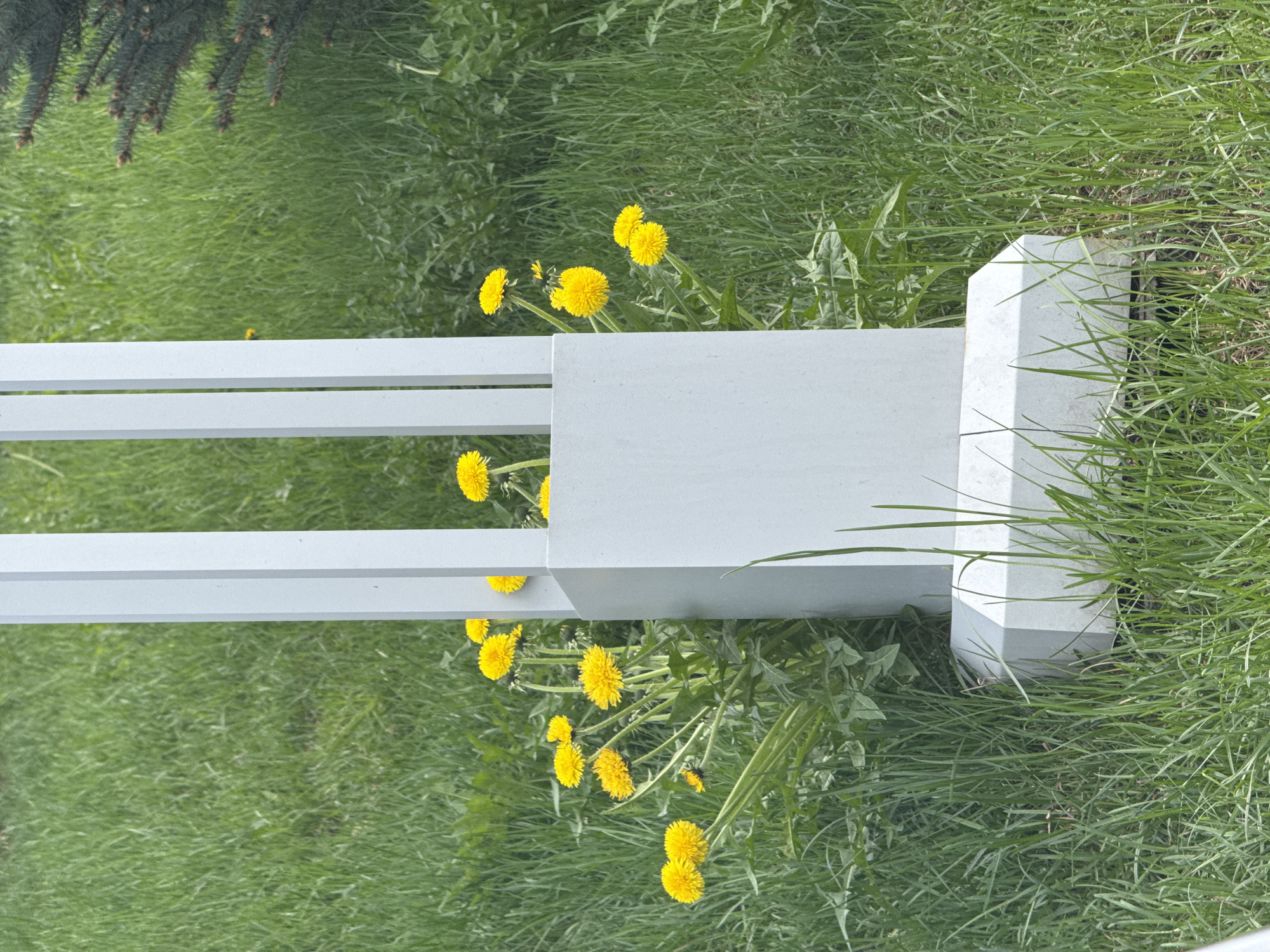A horizontal, eye-level shot depicts a section of a gray wooden fence amidst grass and dandelions, likely in a yard or park setting. The fence consists of two parallel horizontal planks attached to a square post at the right edge of the frame. Yellow dandelions are clustered around the fence, growing in the grass. The scene appears to be captured outdoors in daylight. The specific location within Kazan, Russia cannot be determined from this single image.