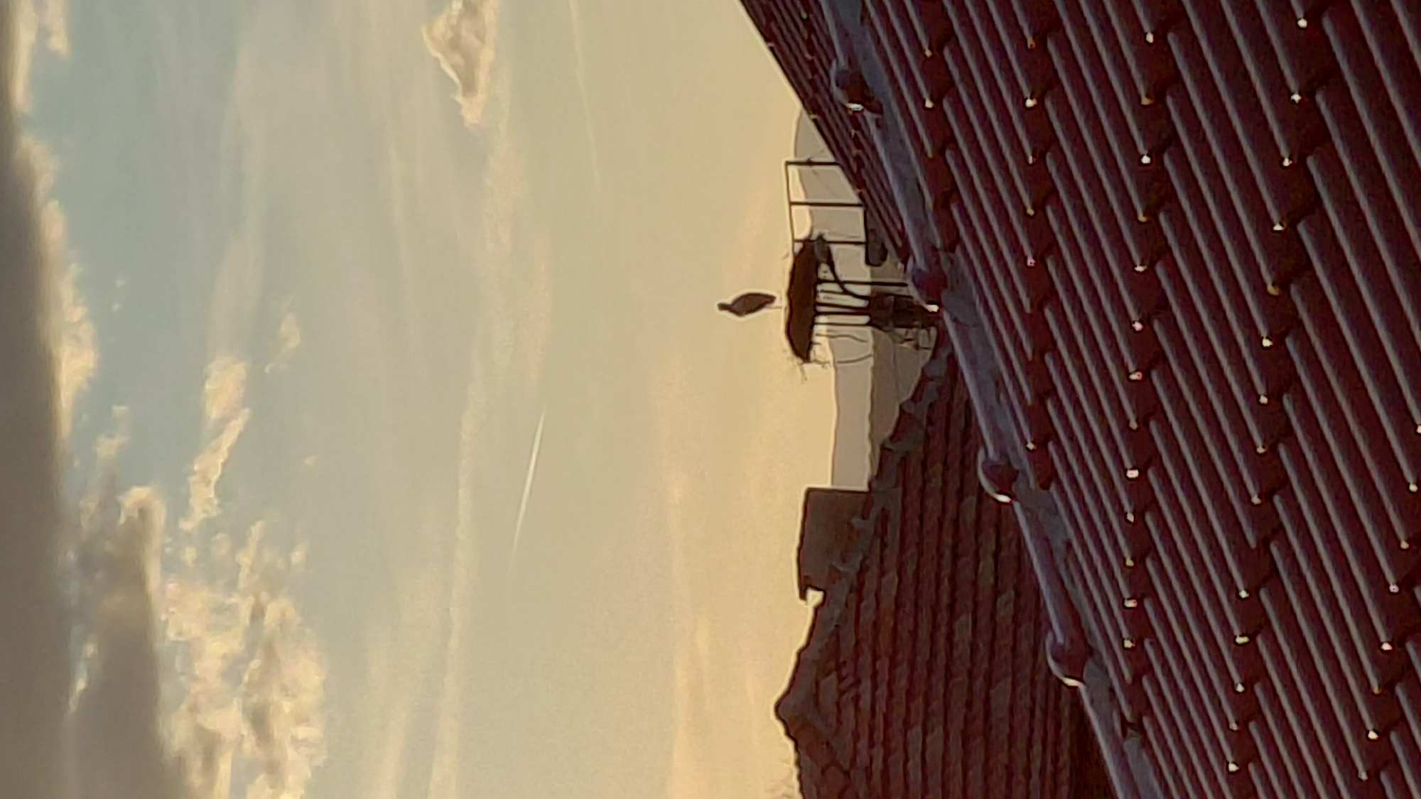 The image, taken in an urban setting, shows a view towards a sky with light clouds. In the middle ground, a bird is perched atop what appears to be a stork's nest mounted on a metallic platform, potentially a chimney structure. The foreground includes a portion of a red tiled roof with possible moisture droplets present on its surface. The scene seems to be captured at dusk or dawn due to the warm, soft lighting.