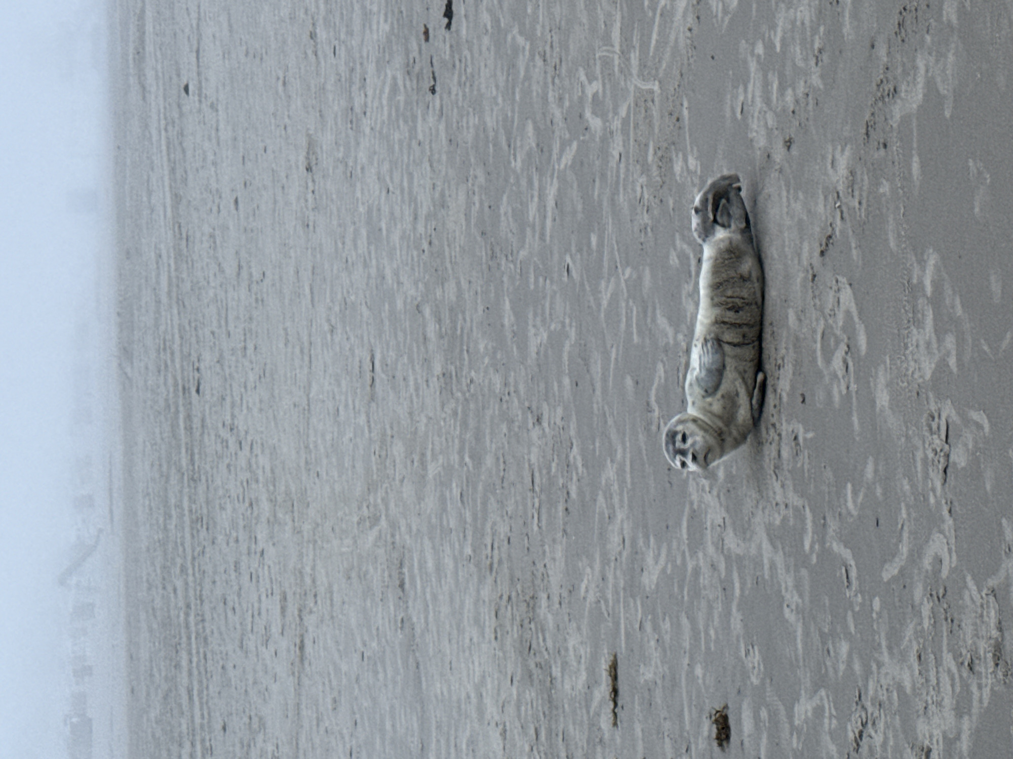 A lone seal is lying on a sandy beach. The seal is light gray with darker markings. It is facing left, with its head turned slightly towards the camera. The beach is mostly flat and wet, with some small patches of seaweed. In the background, there is a hazy sky and some indistinct shapes that could be buildings or beach structures. The overall atmosphere is muted and serene, suggesting a cool or foggy day. The location is the beach of Langeoog, Germany.