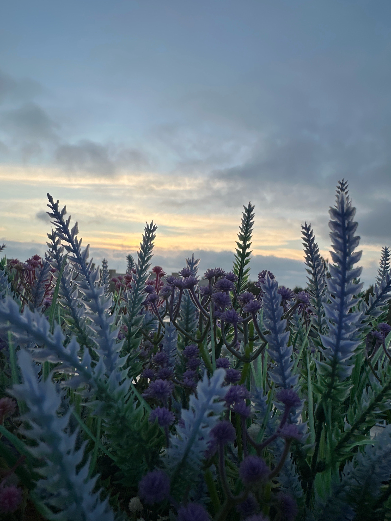 An outdoor, low-angle shot captures a field of artificial lavender and rosemary plants against a dusky sky. The plants are dense and varied, with slender, spike-like lavender stalks and feathery rosemary leaves in shades of blue, green, and purple. In the background, a soft, pale yellow glow emanates from the horizon, peeking through scattered, textured clouds. The scene is static and appears to be a decorative planting, potentially in a park or garden setting within the city of Tallinn, Estonia, though no specific landmarks are visible.