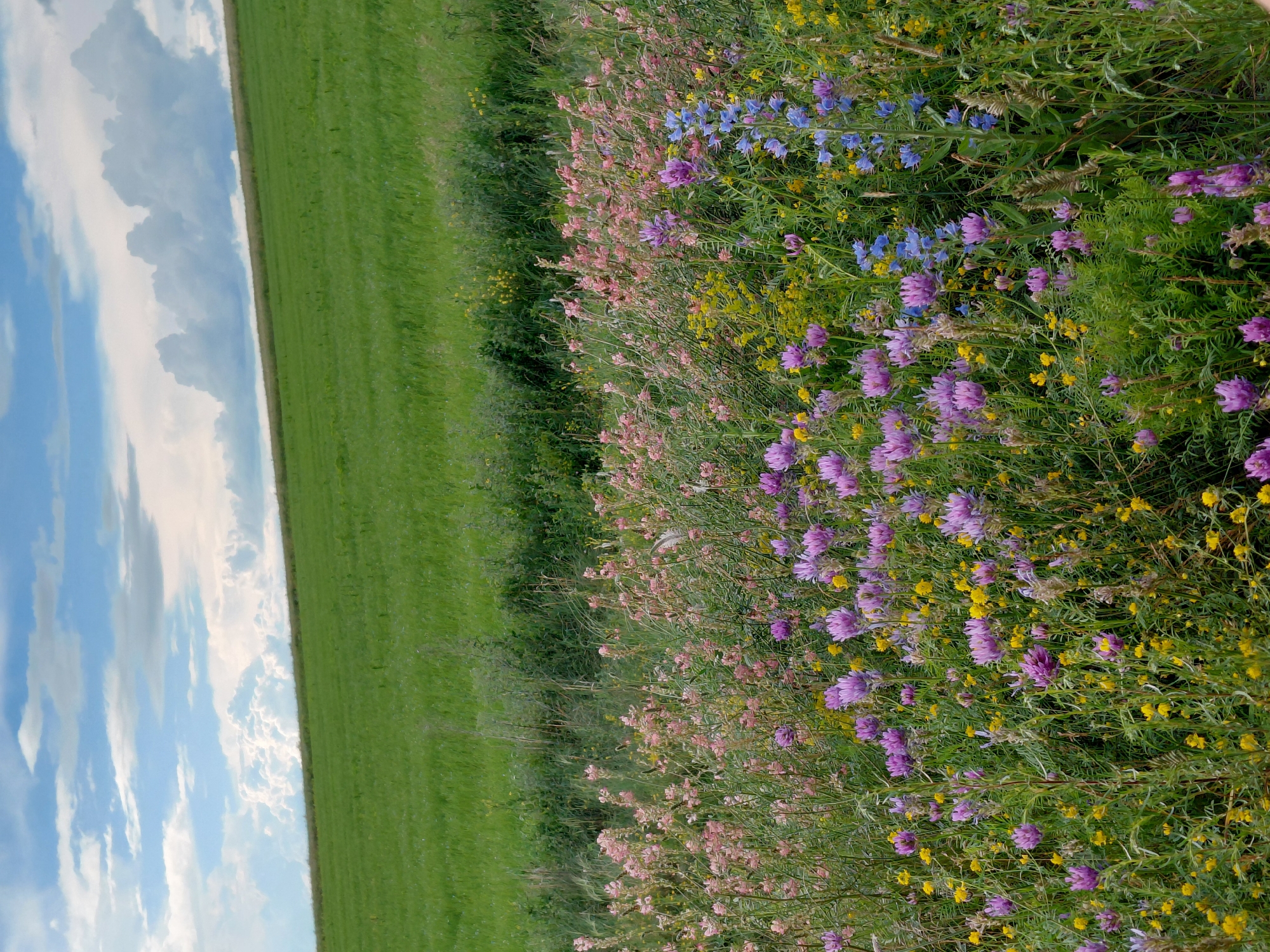 A vibrant meadow of wildflowers, predominantly pink, purple, and yellow, extends across the foreground of the image. The meadow is set against a backdrop of a lush green field that slopes upwards towards a horizon line. The sky above is a dynamic mix of blue and white clouds, with some clouds appearing fluffy and white while others are darker and more dramatic. The scene is likely captured in a rural or natural setting, possibly on the outskirts of Vozdvizhenka, Russia, given the expansive fields and natural flora. No people are visible in the image, and the focus is entirely on the natural landscape.
