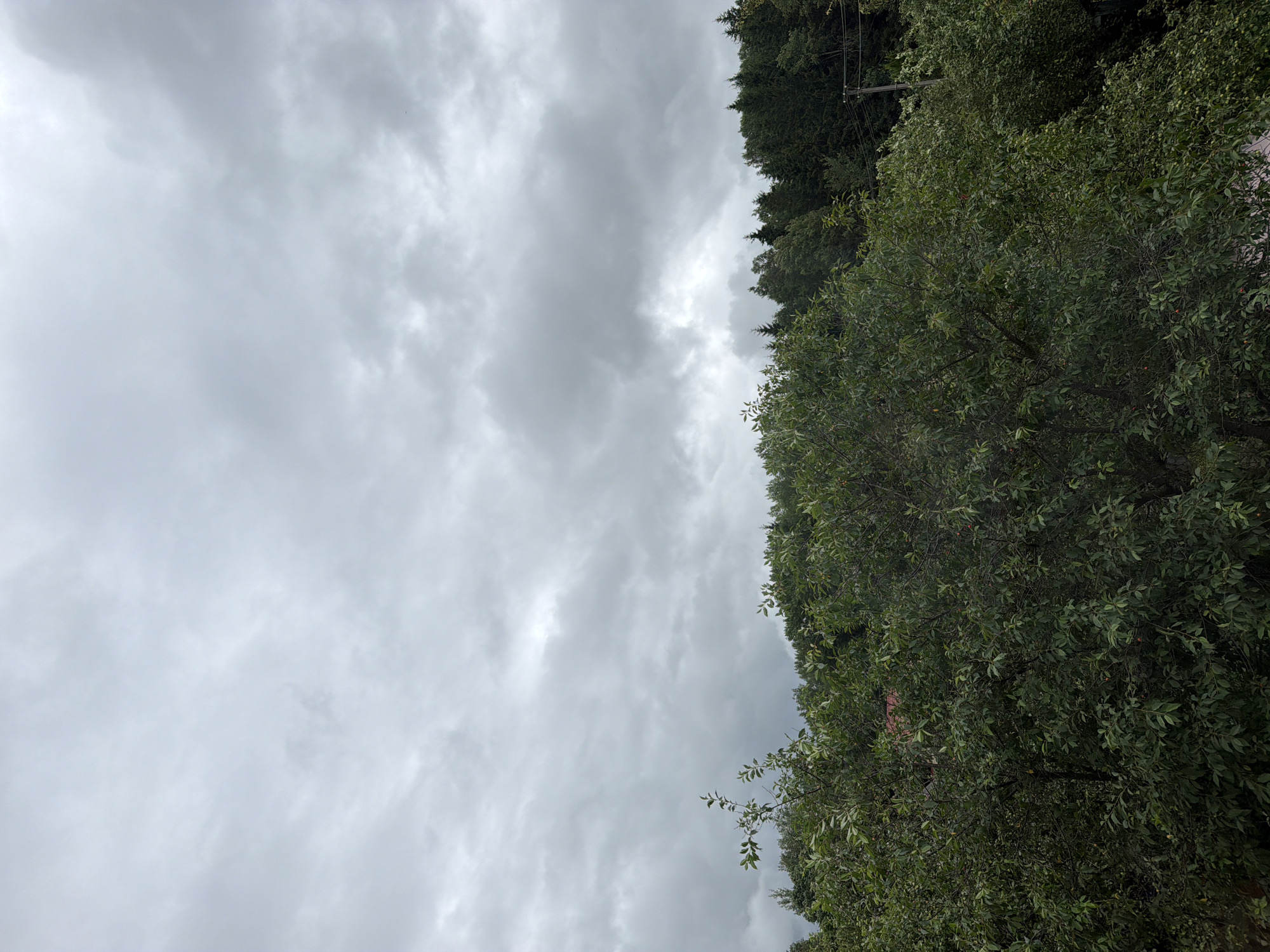 An overcast sky dominates the upper portion of the image, filled with heavy, gray clouds that obscure the sun. Below the sky, a dense line of dark green trees forms a natural canopy. In the foreground, lush green foliage, likely from deciduous trees and bushes, fills the lower half of the frame. Amidst the green leaves, a glimpse of a red-tiled roof is visible, suggesting a building nestled within the greenery. The overall scene depicts a heavily treed natural landscape under a cloudy sky.