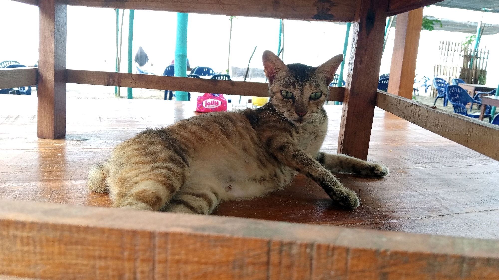 In Kruengjuli Timu, Indonesia, a tabby cat with green eyes rests on a wooden table beneath a structure with wooden beams. The cat is in the foreground, its body angled towards the right, with its paws extended. In the background, out of focus, are blue chairs and a pink bag on the sandy ground, suggesting an outdoor seating area, possibly at a beachside establishment. The overall lighting is bright, indicating daytime.
