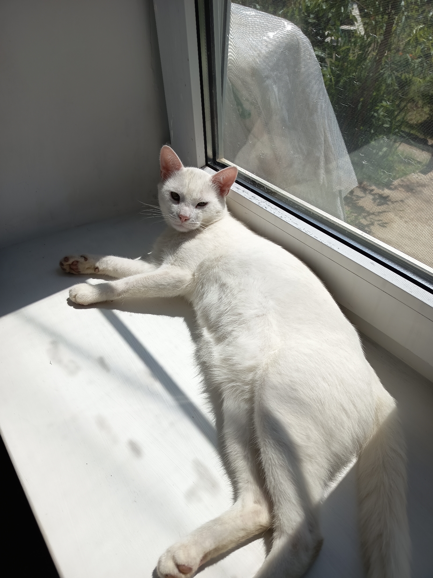 A white cat is lying on a white windowsill in Khadyzhensk, Russia. The cat is looking at the camera with its eyes partially closed. Sunlight is streaming through the window, casting shadows on the windowsill. Outside the window, trees and foliage are visible, suggesting a warm, sunny day. A mosquito net is attached to the window. The scene is quiet and peaceful, with the cat appearing relaxed and comfortable in the sun.