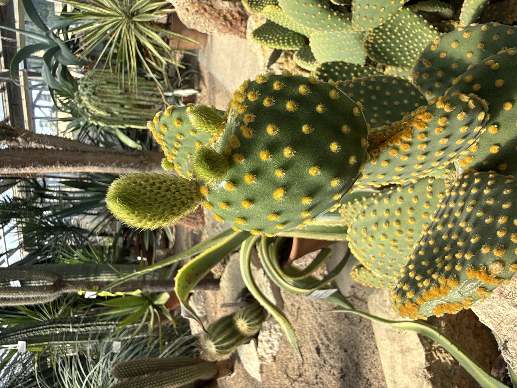 The image shows a variety of cacti and succulents in a greenhouse. In the foreground, a large prickly pear cactus paddle with yellow areoles and developing new growth is prominent. Behind it, more paddles of the same species are visible, along with other types of cacti. The plants are set in sandy soil and rocks. In the background, more exotic plants and the structure of a greenhouse with glass panels are visible. The scene is well-lit, suggesting natural light is filtering into the greenhouse. There are no people or animals in the image. This appears to be an indoor botanical exhibit, likely in a city known for its botanical gardens or conservatories. Given the prompt specifies Saint Petersburg, Russia, this image could be from the Saint Petersburg Botanical Garden, which houses a significant collection of cacti and succulents.