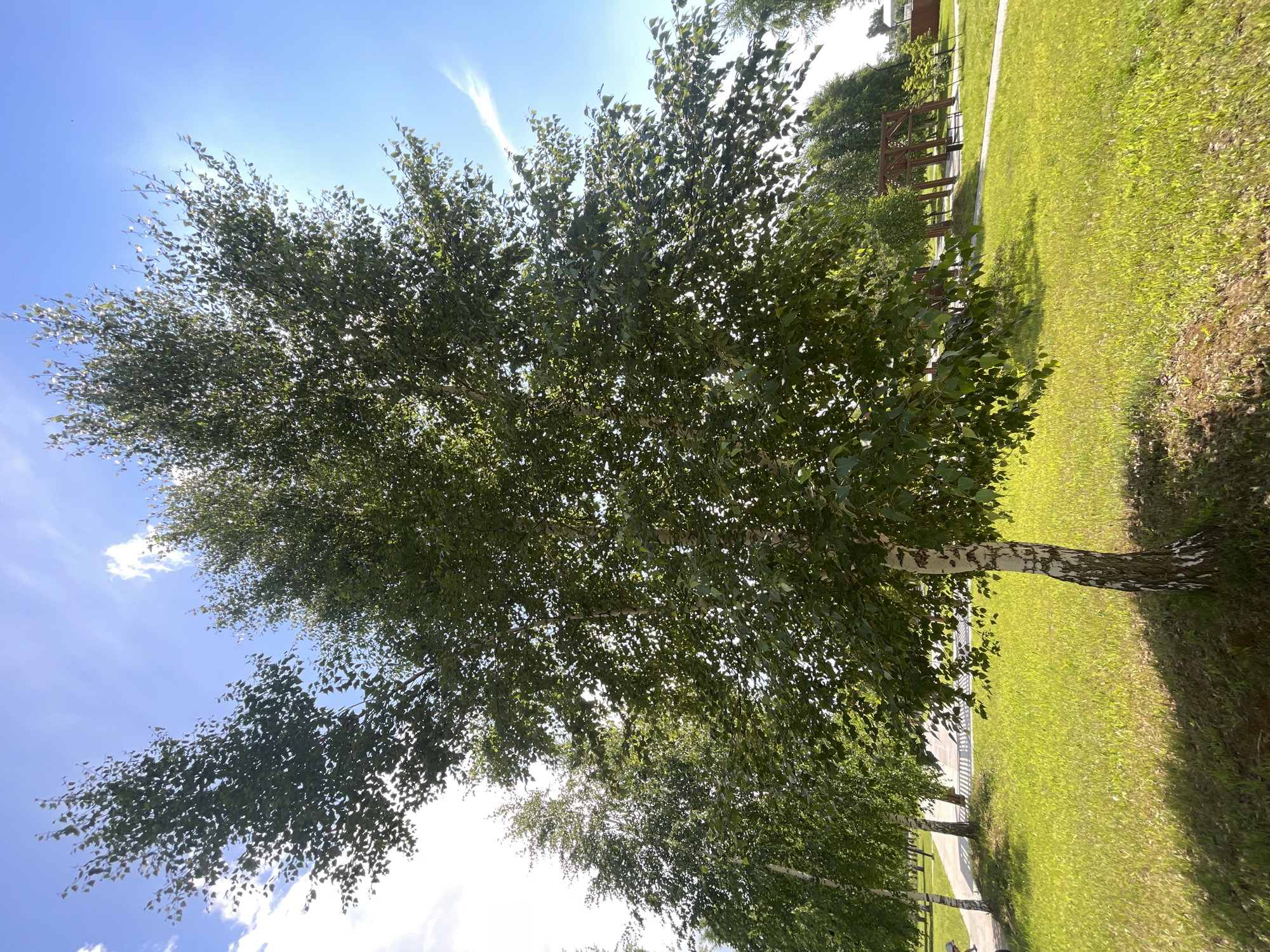 A medium shot captured on a bright, sunny day in a park in Laishevo, Russia, features a mature birch tree in the foreground with its distinctive white and black bark and full green foliage. The tree is positioned on a slight mound of darker soil, with a vibrant green lawn extending to the right and a paved pathway curving to the left. In the background, more birch trees line the pathway, creating a naturalistic setting. Further back, a wooden gazebo-like structure is visible amidst more greenery, and a clear blue sky with wispy white clouds completes the scene. The sunlight casts dappled shadows across the lawn, indicating a warm, pleasant atmosphere typical of a summer day. No people are visible in the frame.