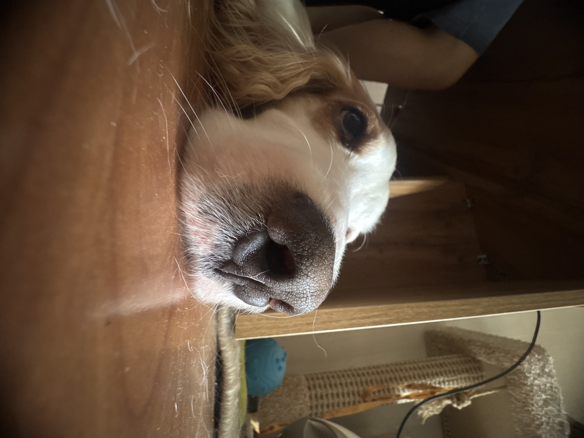 An extreme close-up shot features a dog's nose and part of its face resting on a shiny, wooden floor. The dog's fur is white and tan, with long, wispy white whiskers. The background is dark, with glimpses of wooden furniture and a portion of a person's arm wearing a blue sleeve. To the right, a light-colored cat scratching post with a woven texture is visible, along with a blue, textured ball. The lighting suggests an indoor environment, possibly a home. The image is forensic in nature due to its detailed focus on the subject's facial features and immediate surroundings. The location in Moscow, Russia, cannot be determined from the image.